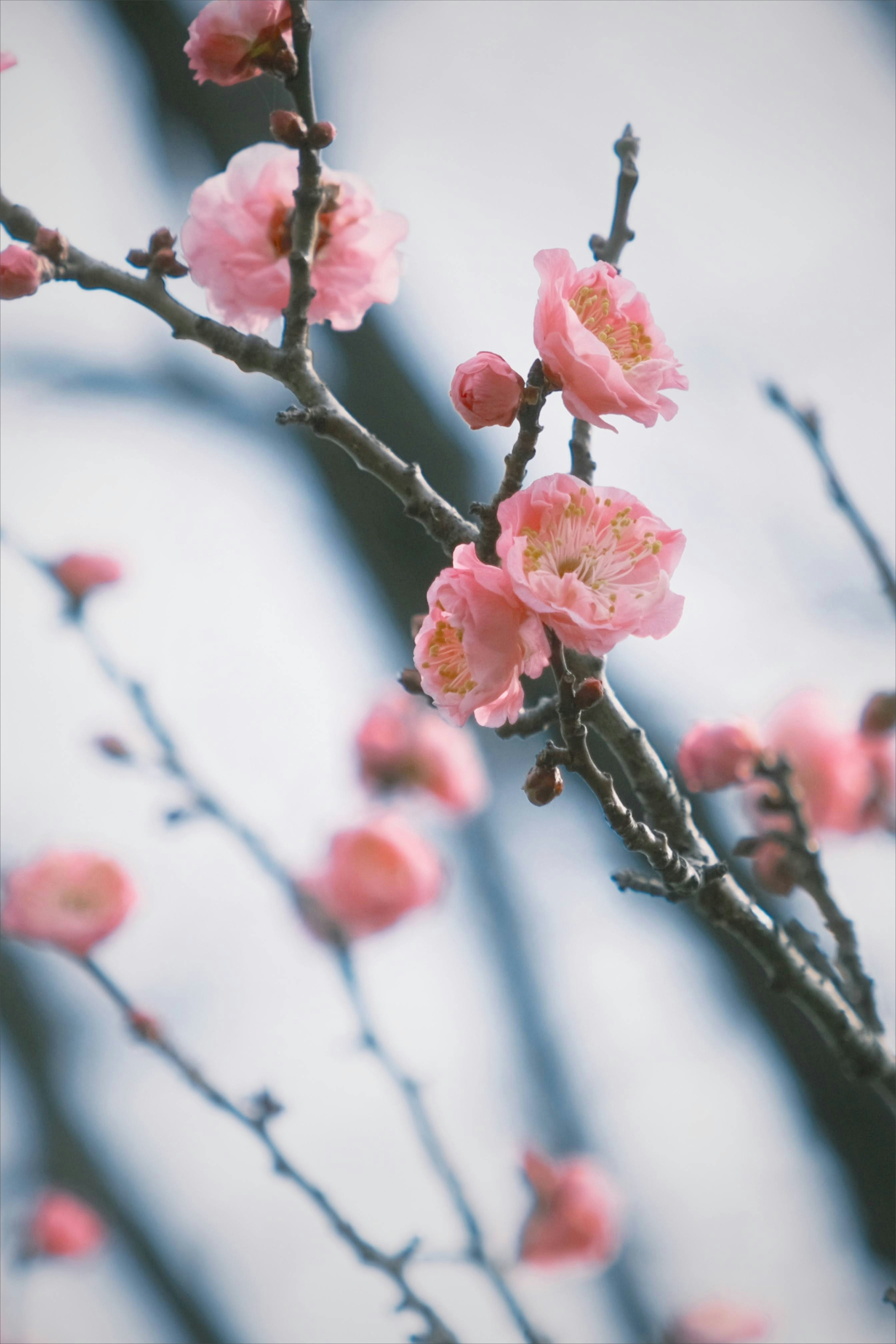 Close-up cabang dengan bunga pink muda