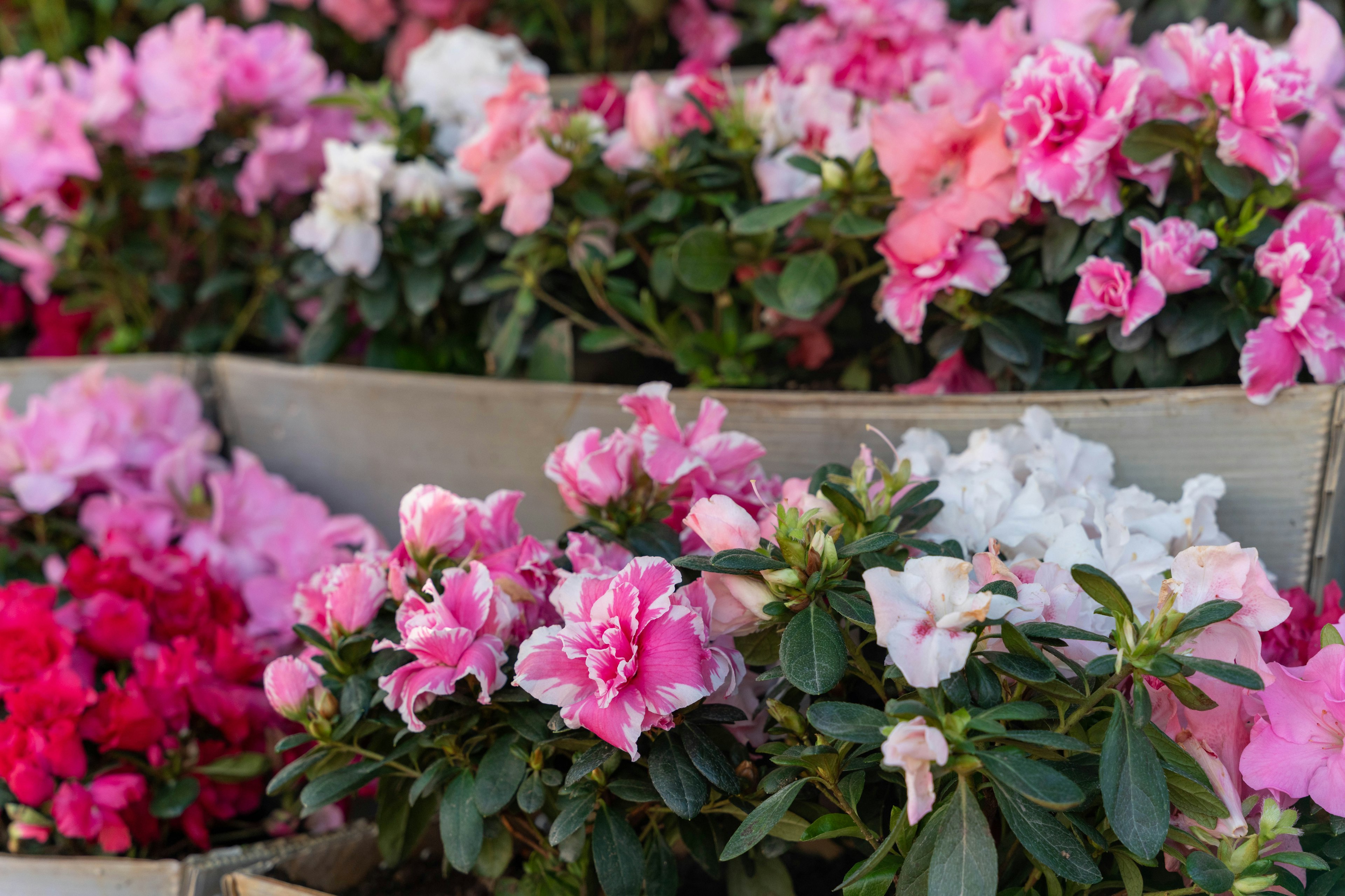 Bunte Azaleenblüten blühen in einem Garten