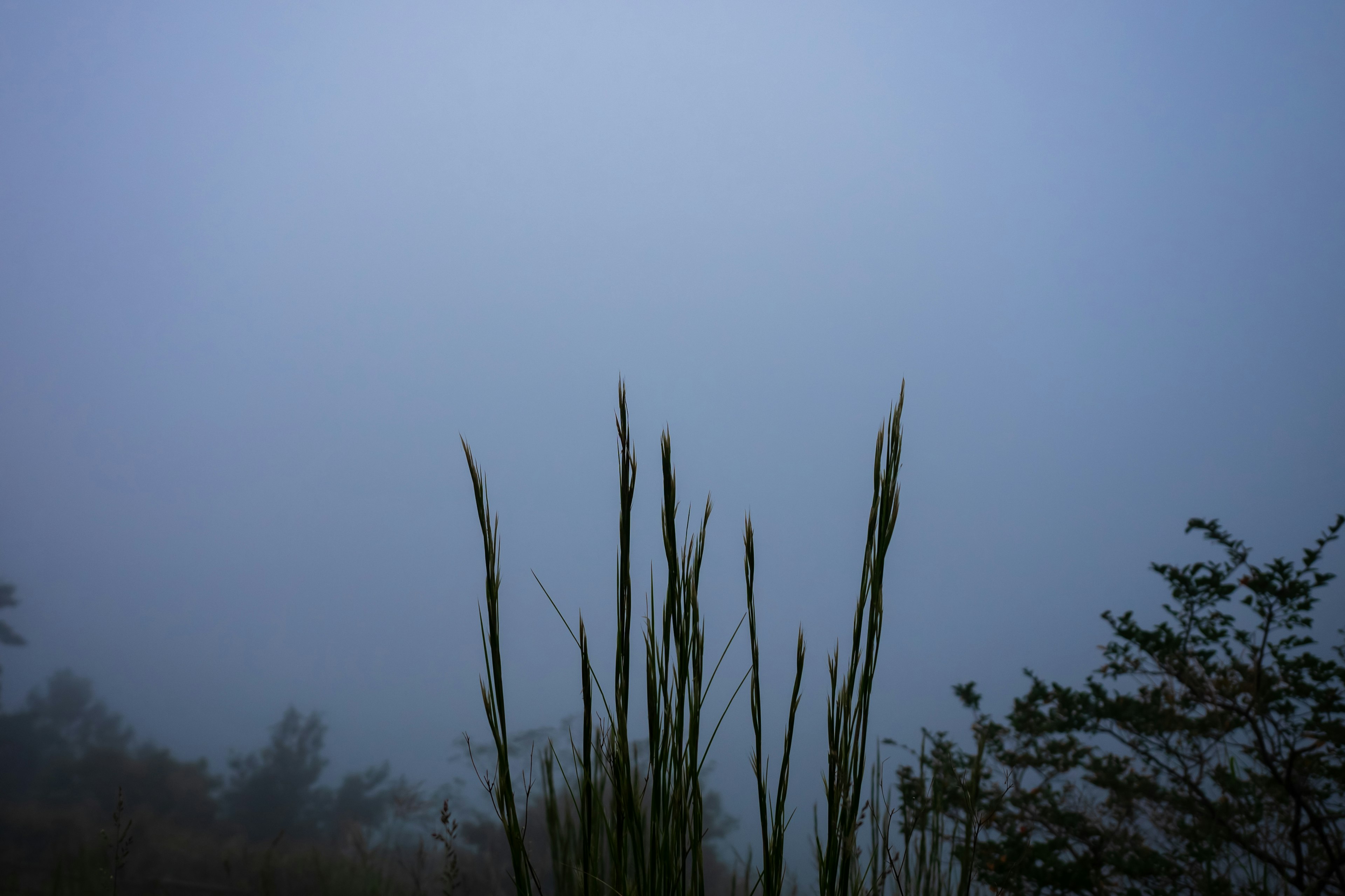 Pemandangan yang diselimuti kabut dengan rumput tinggi dan siluet pohon