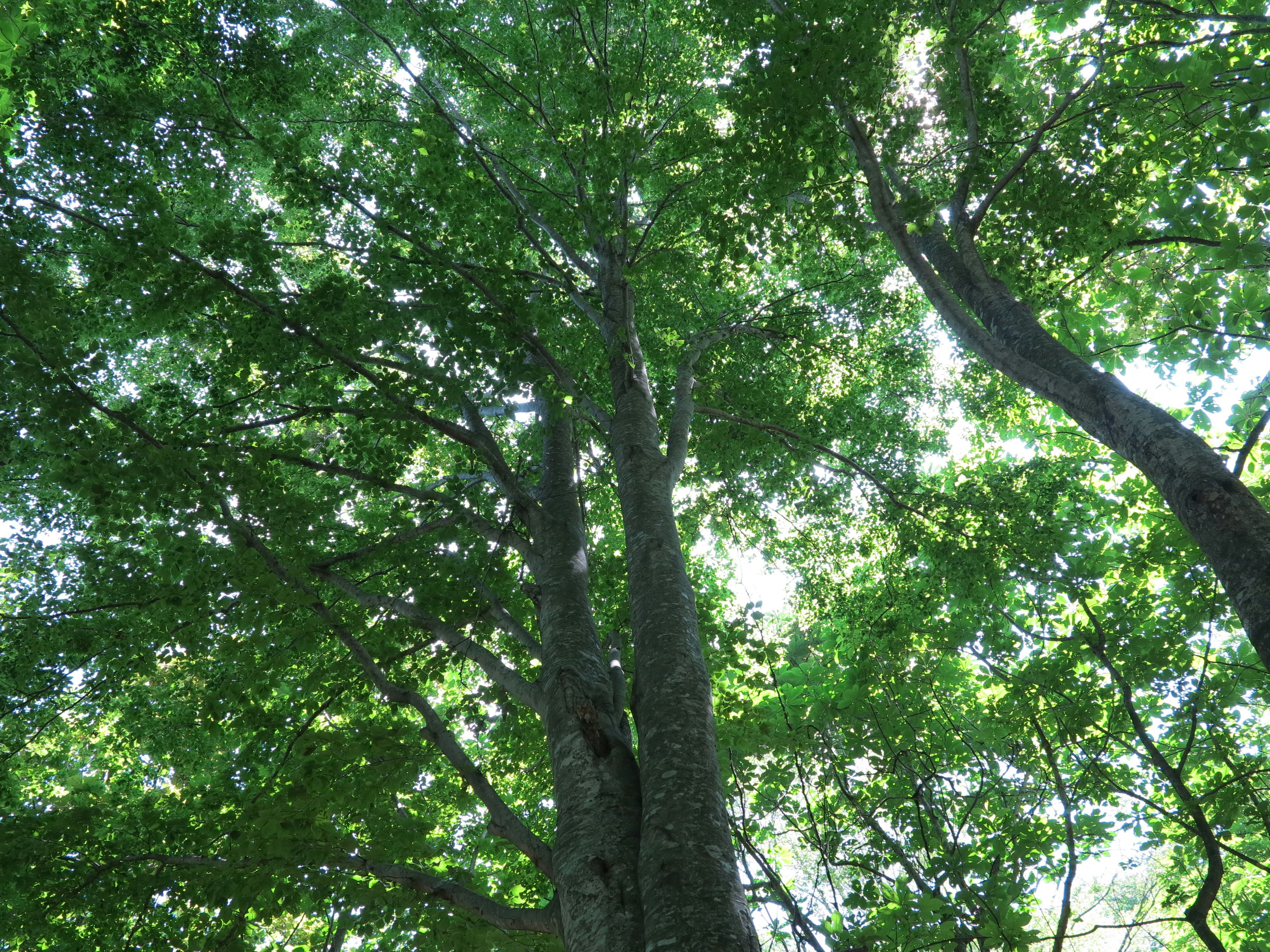 Vista di alberi alti con foglie verdi rigogliose dal basso