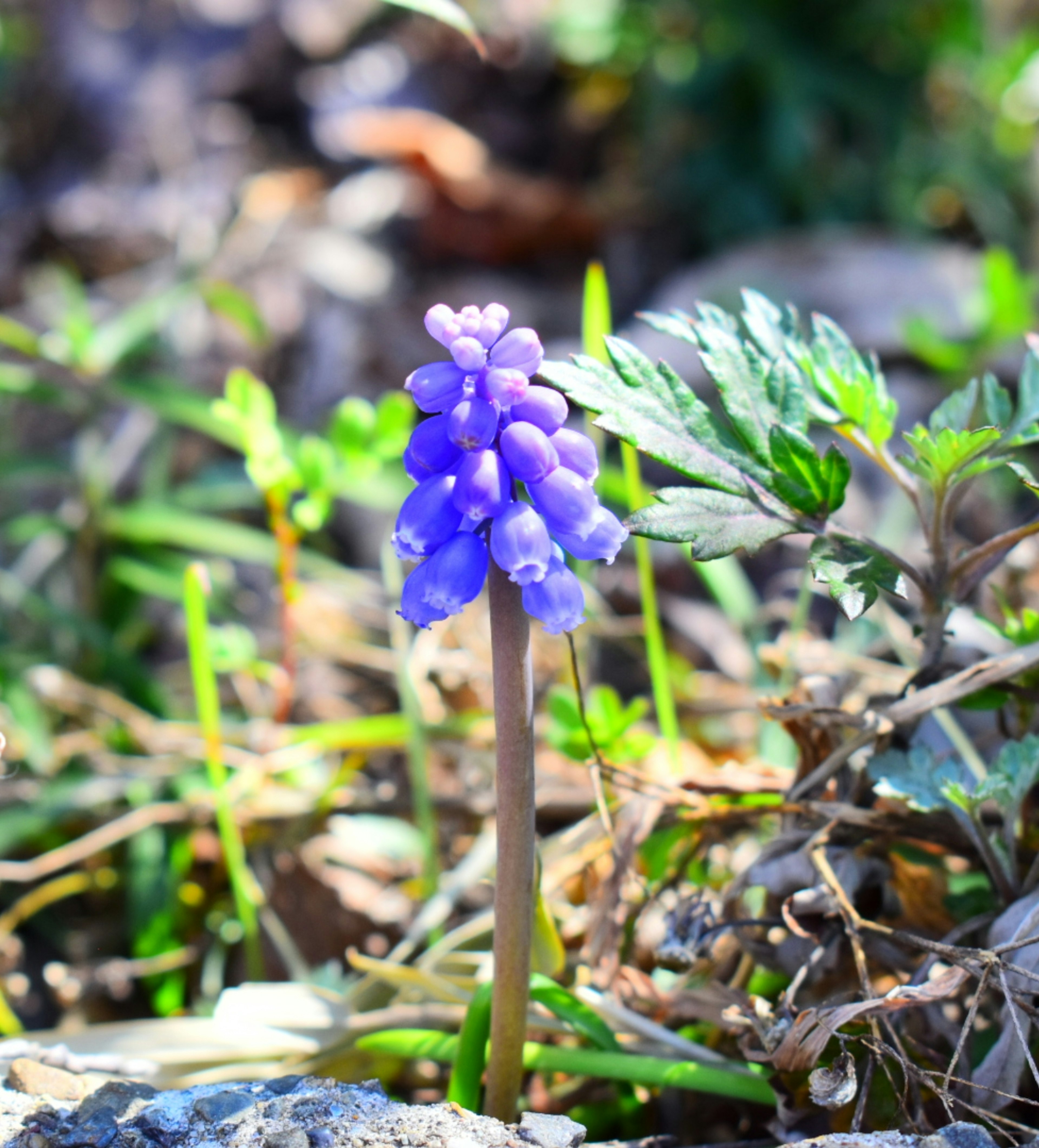 A vibrant purple flower growing from the ground