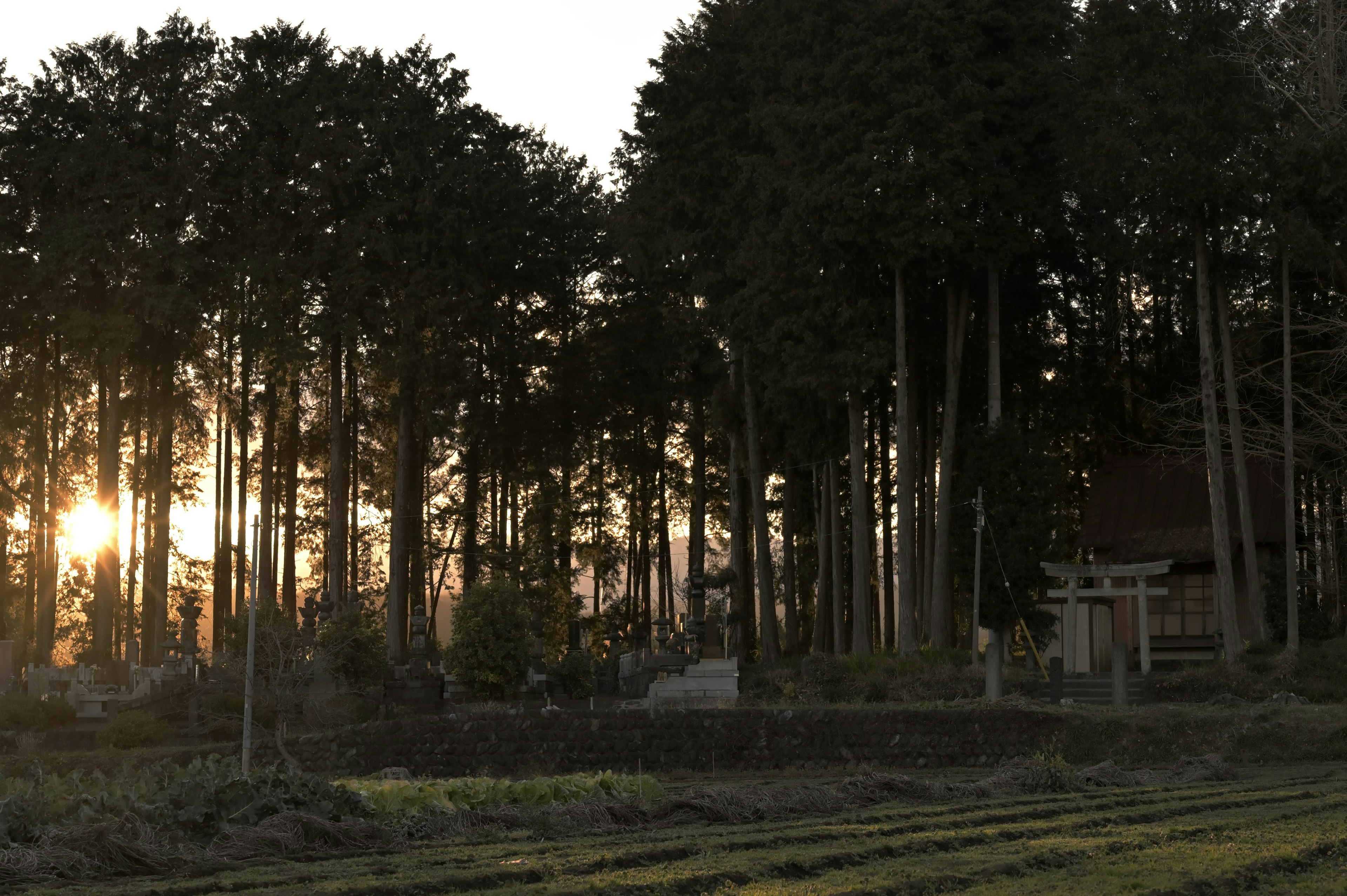 森の中にある神社の鳥居と夕日