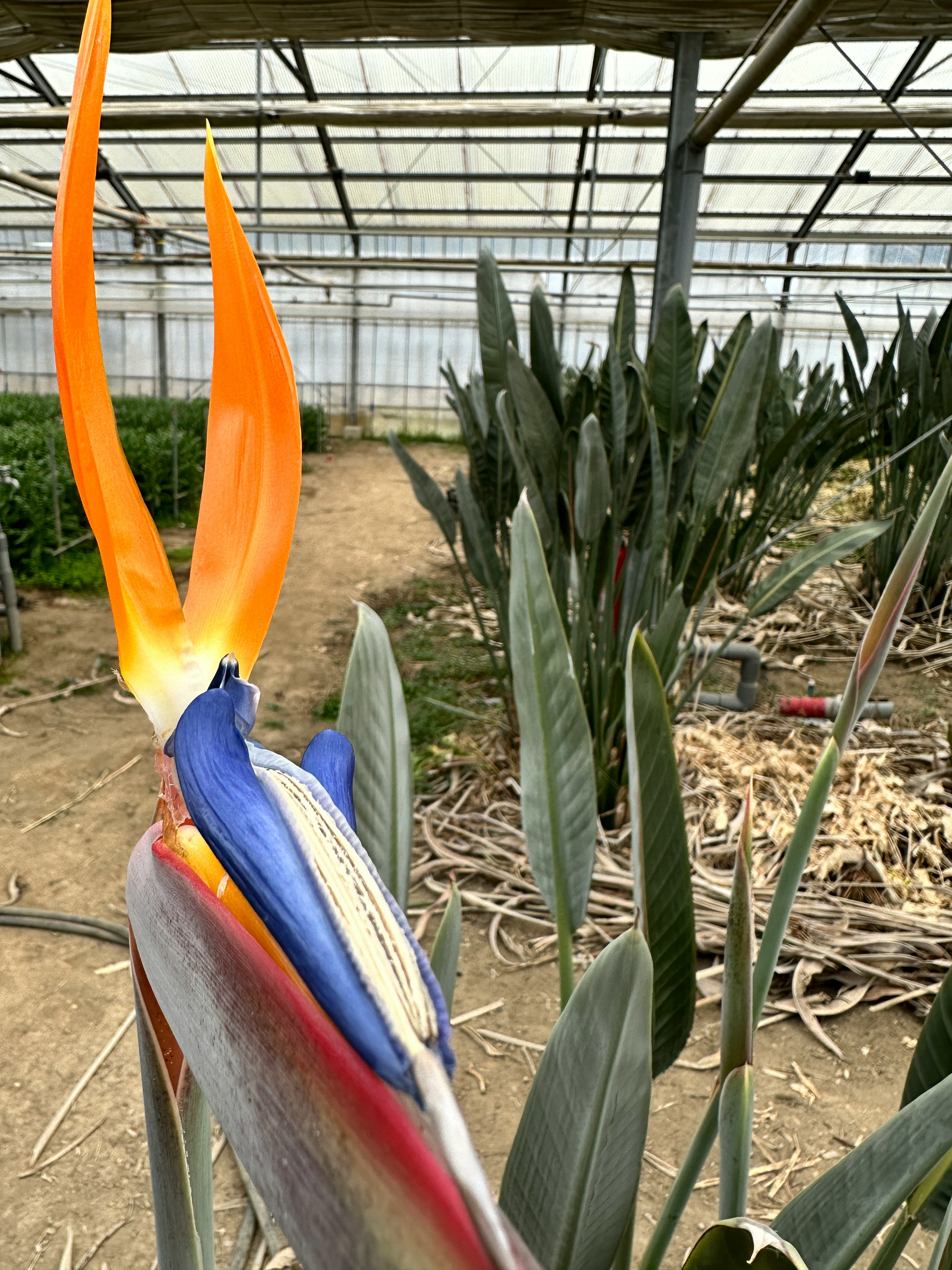 Vibrant bird of paradise flower in greenhouse with green plants in background