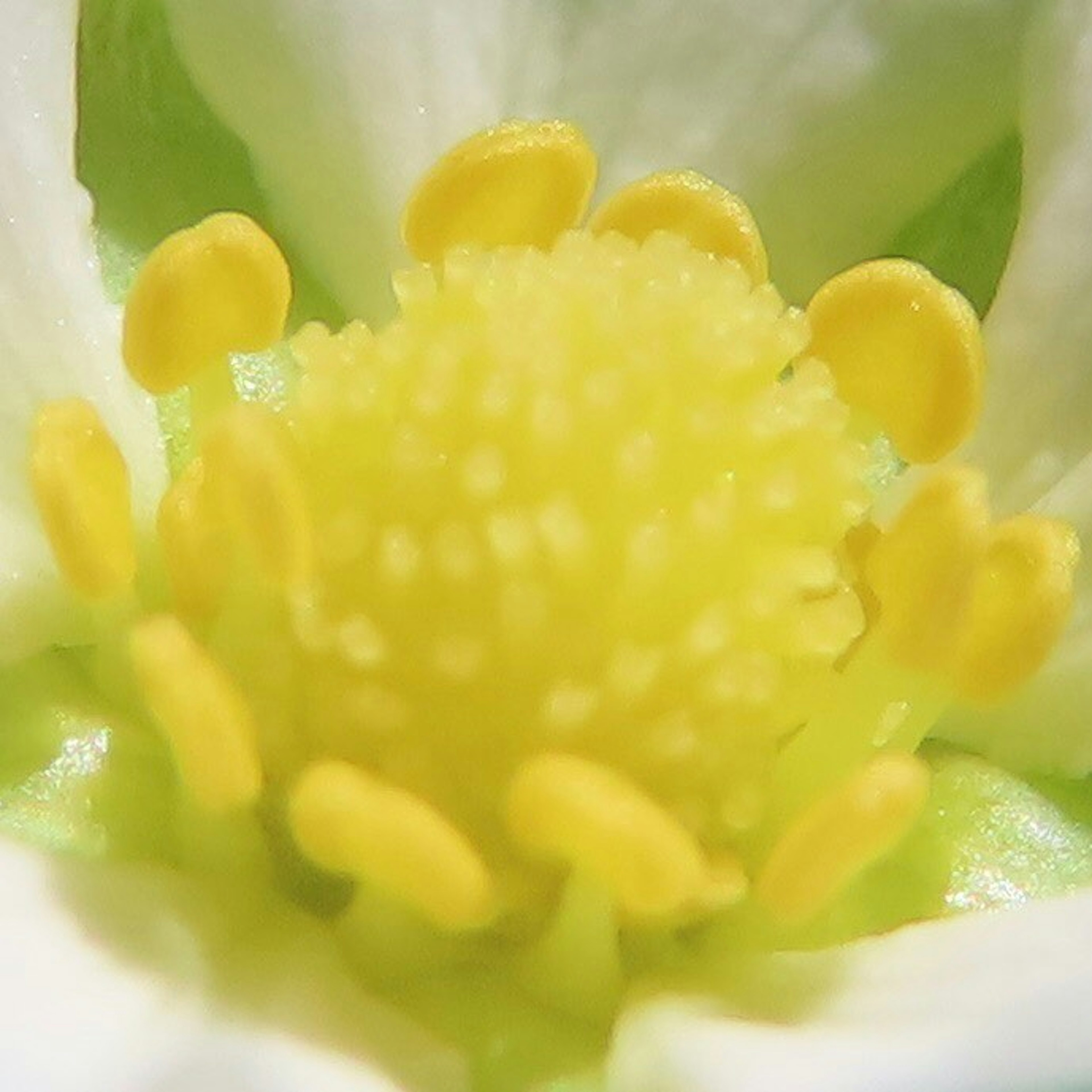 Nahaufnahme des Zentrums einer Blume mit gelben Staubblättern und Fruchtblättern