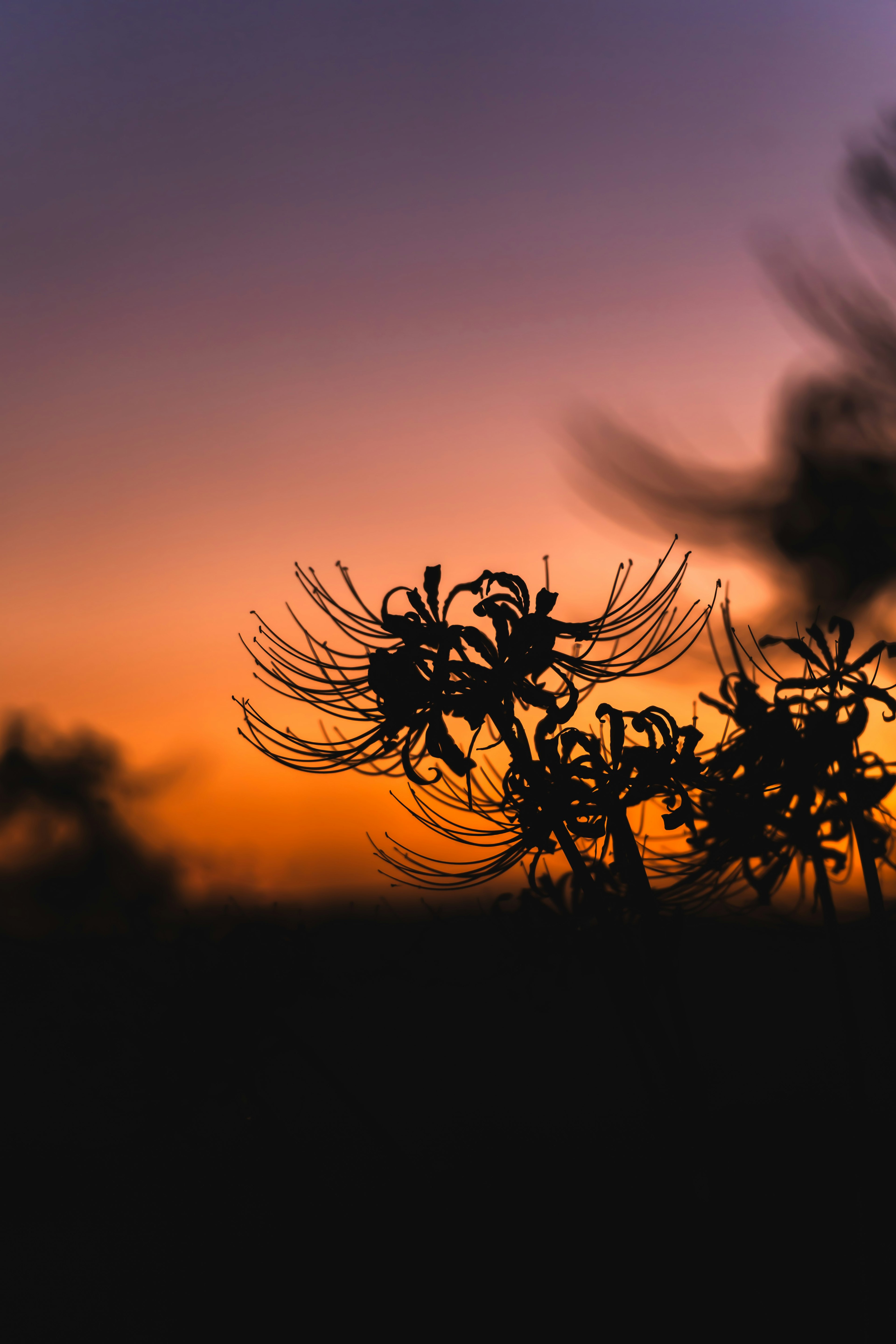 夕焼けを背景にした花のシルエット