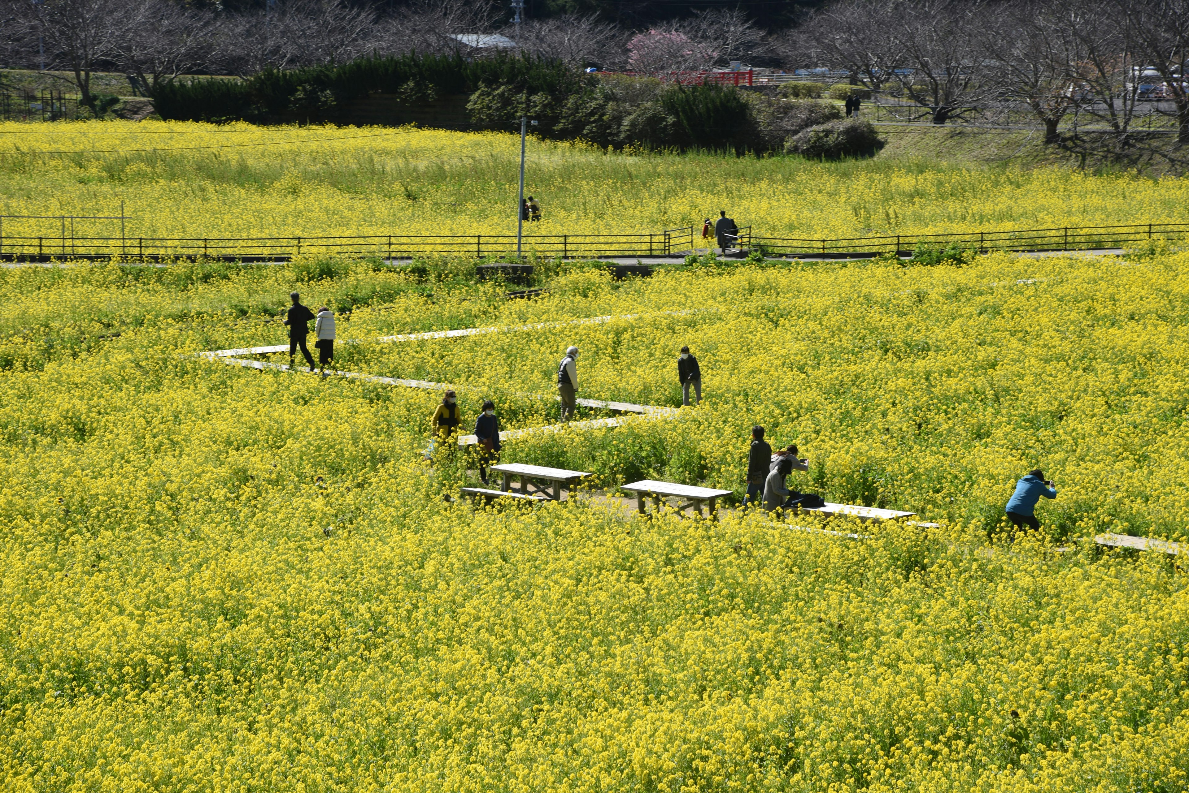 People walking in a vast field of yellow flowers