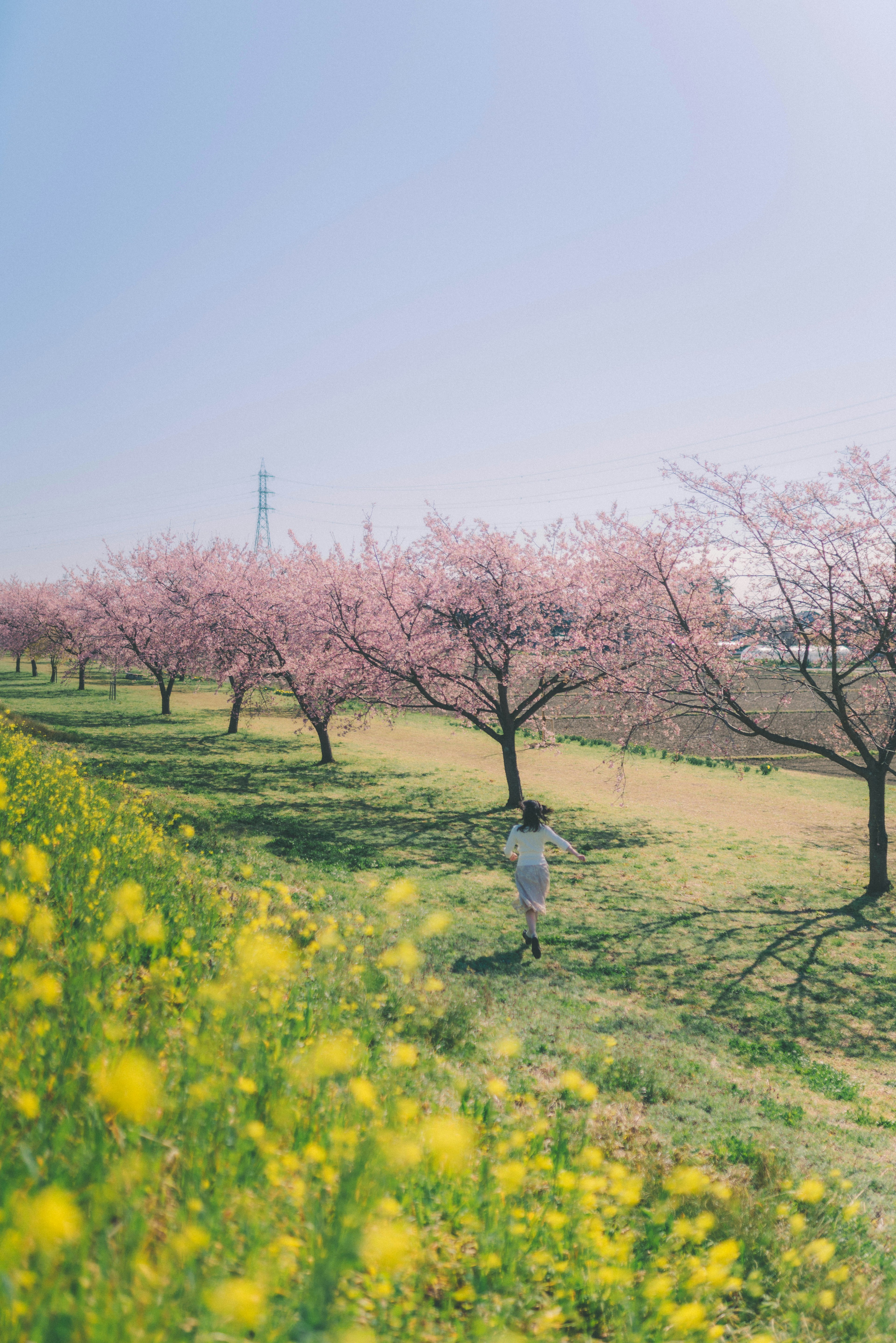 桜の木と菜の花のある美しい風景で、青空の下で少女が立っている