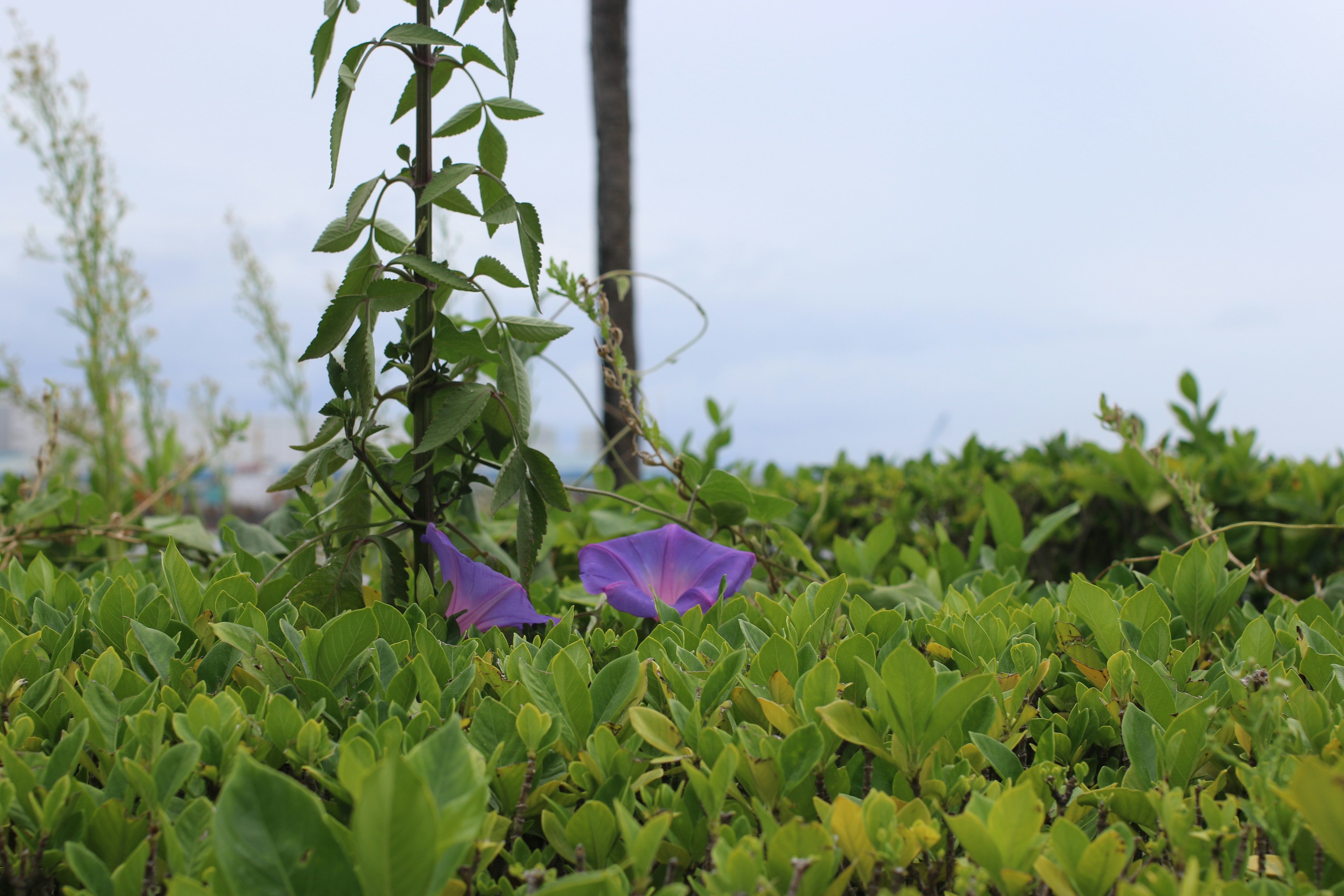 緑の葉の中に紫の花が咲いている風景