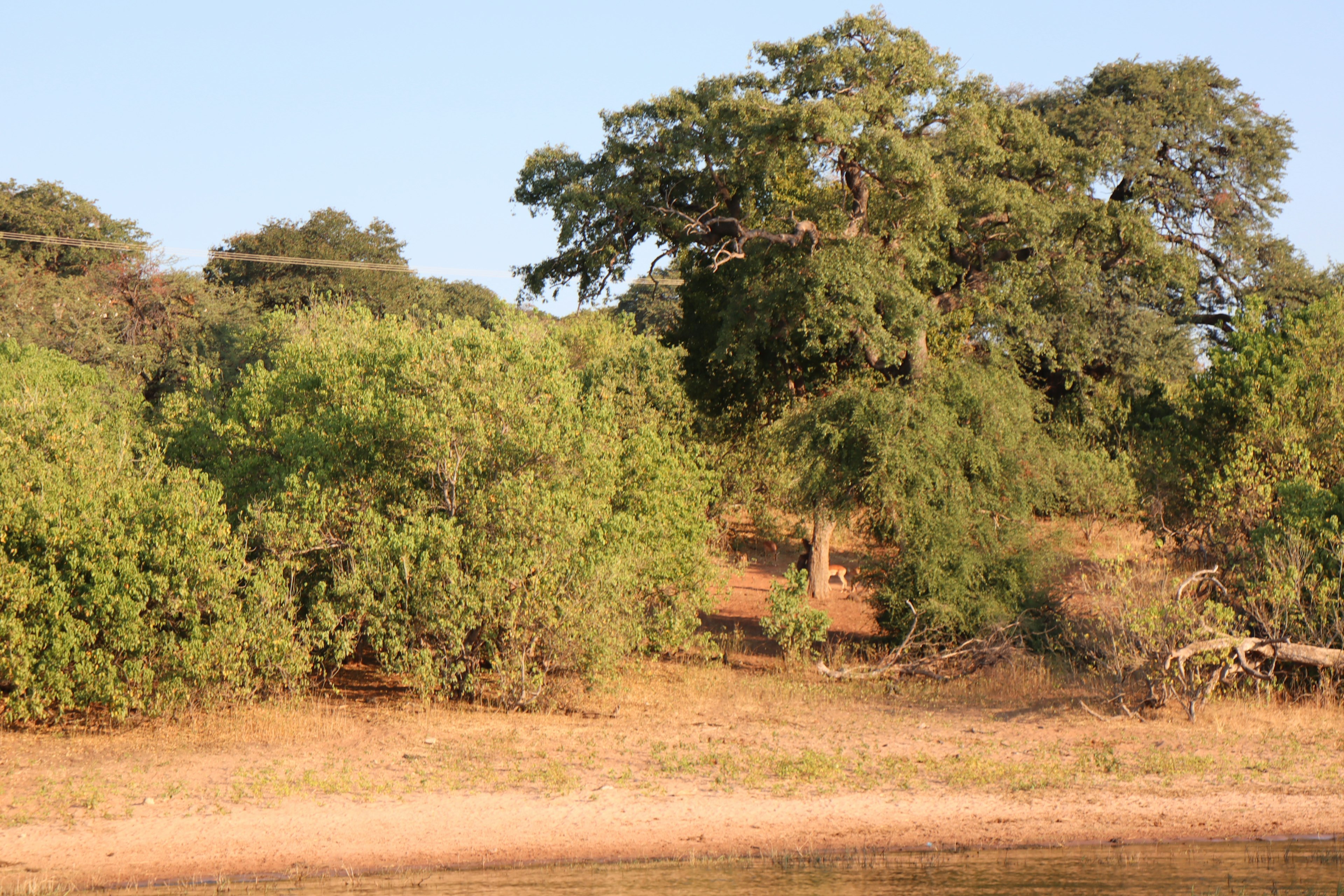 Lush trees along a riverbank with dry soil landscape