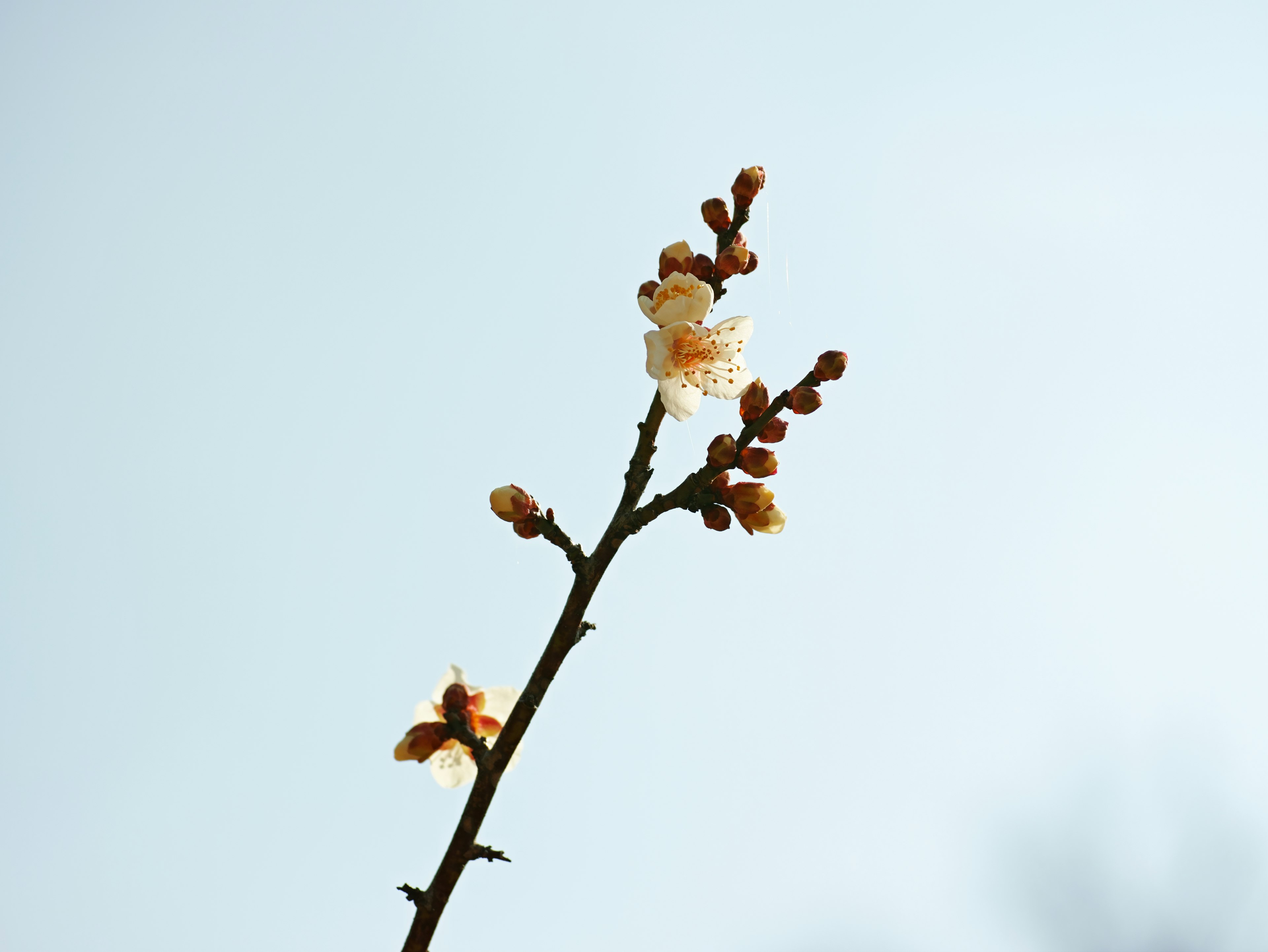 Branche de fleur de prunier sur fond de ciel bleu