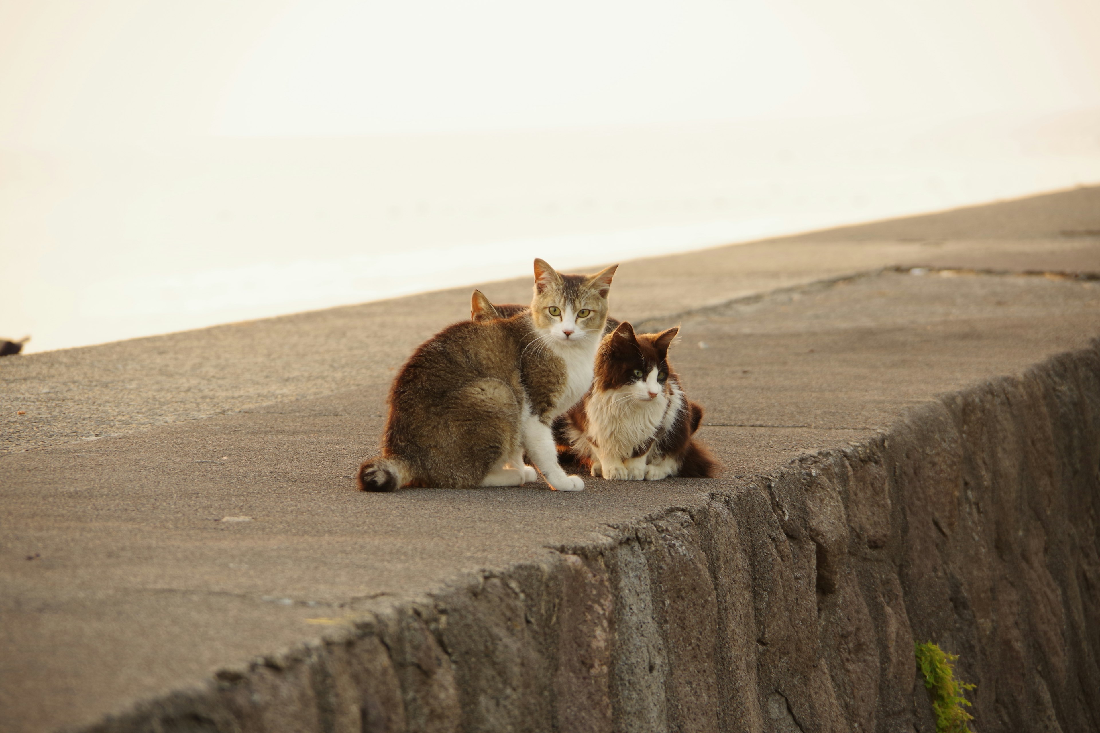 Dua kucing duduk di atas permukaan beton dengan latar belakang lembut