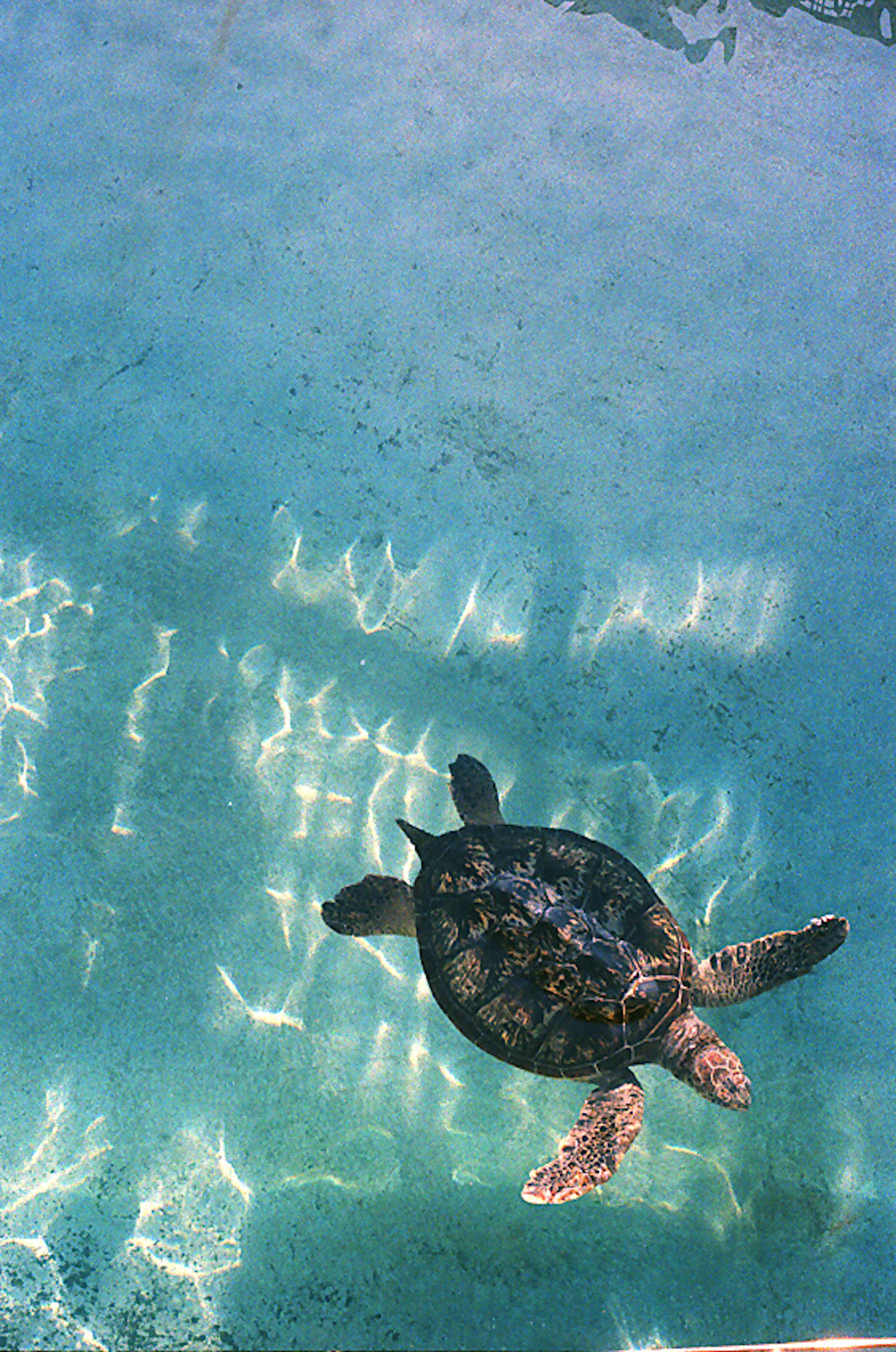 Draufsicht auf eine Schildkröte, die in klarem blauen Wasser schwimmt