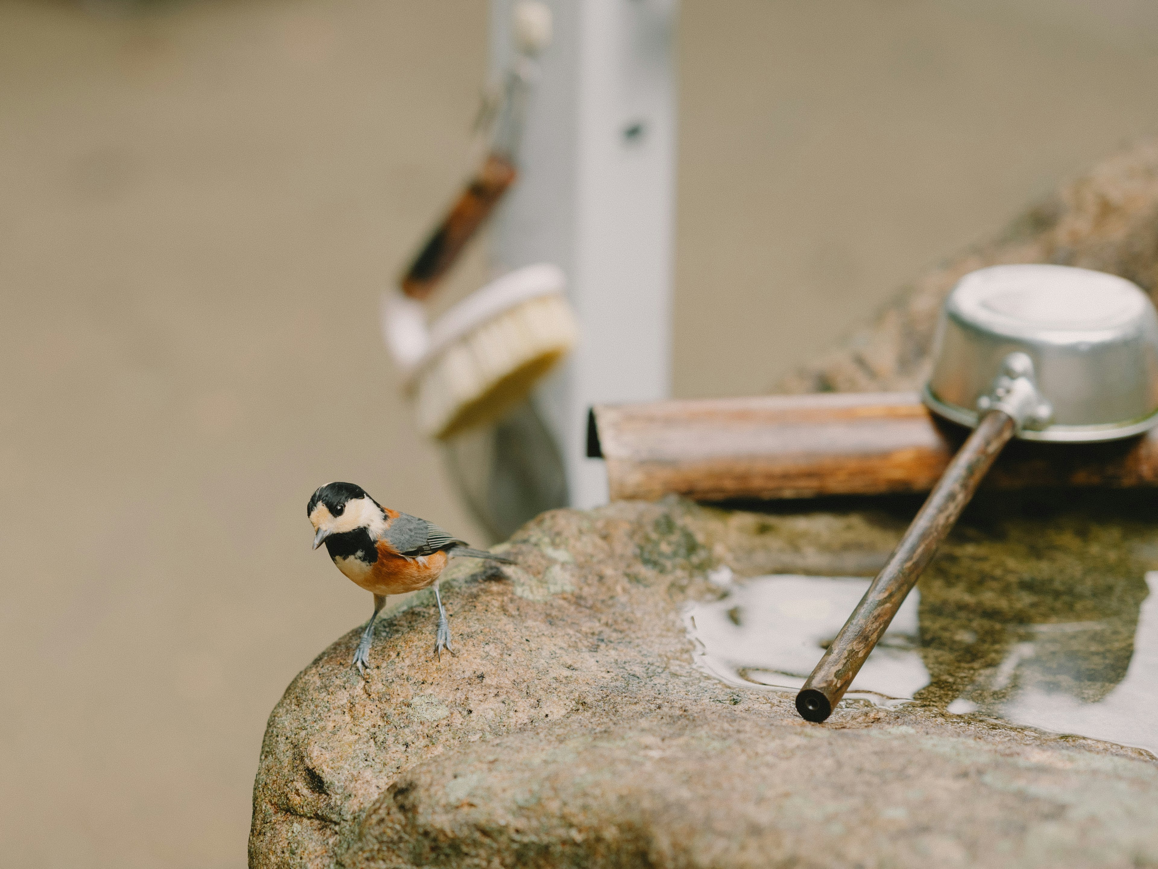 Pájaro posado sobre una piedra cerca de una fuente de agua