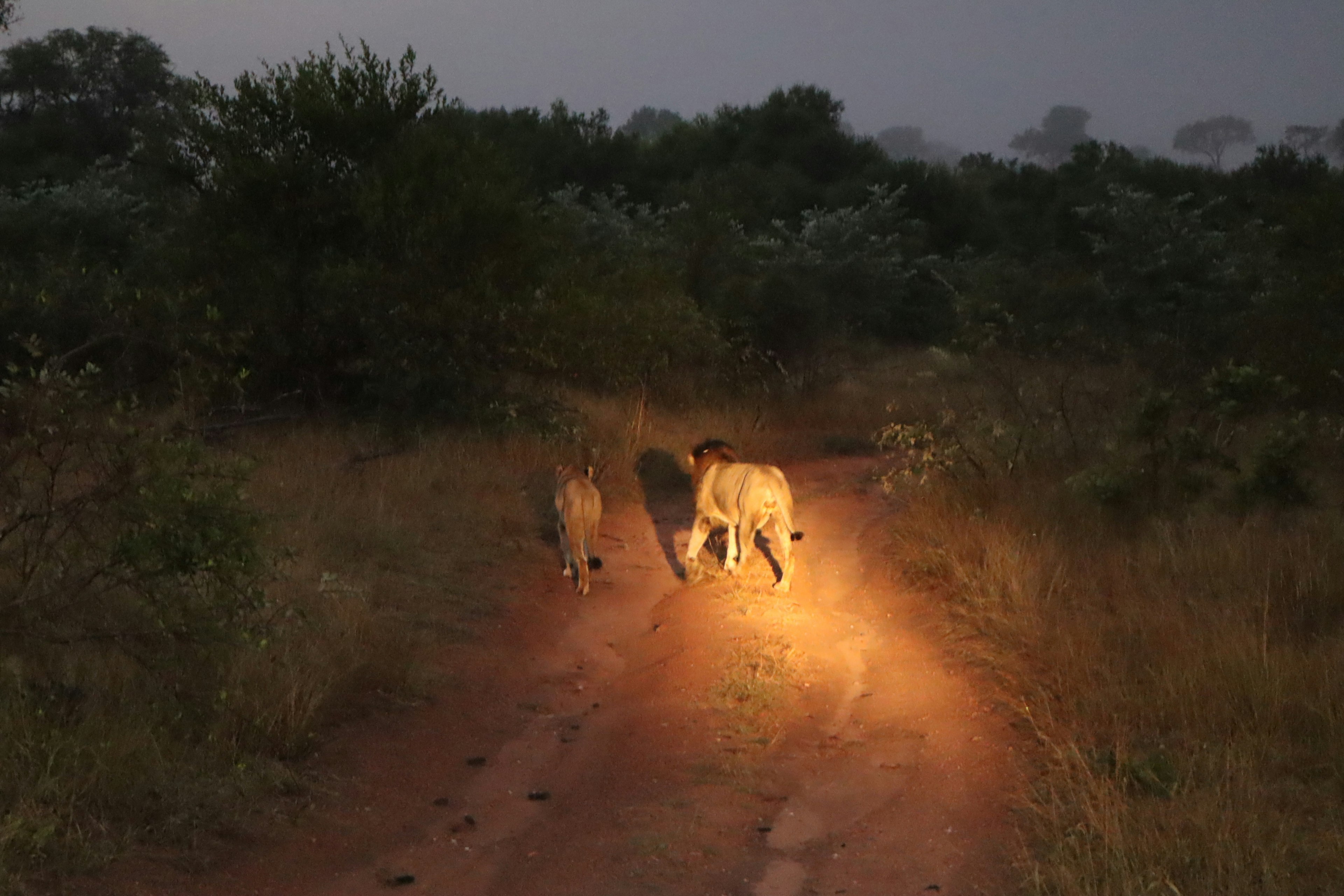 Two lions and a cub walking on a dirt path in twilight