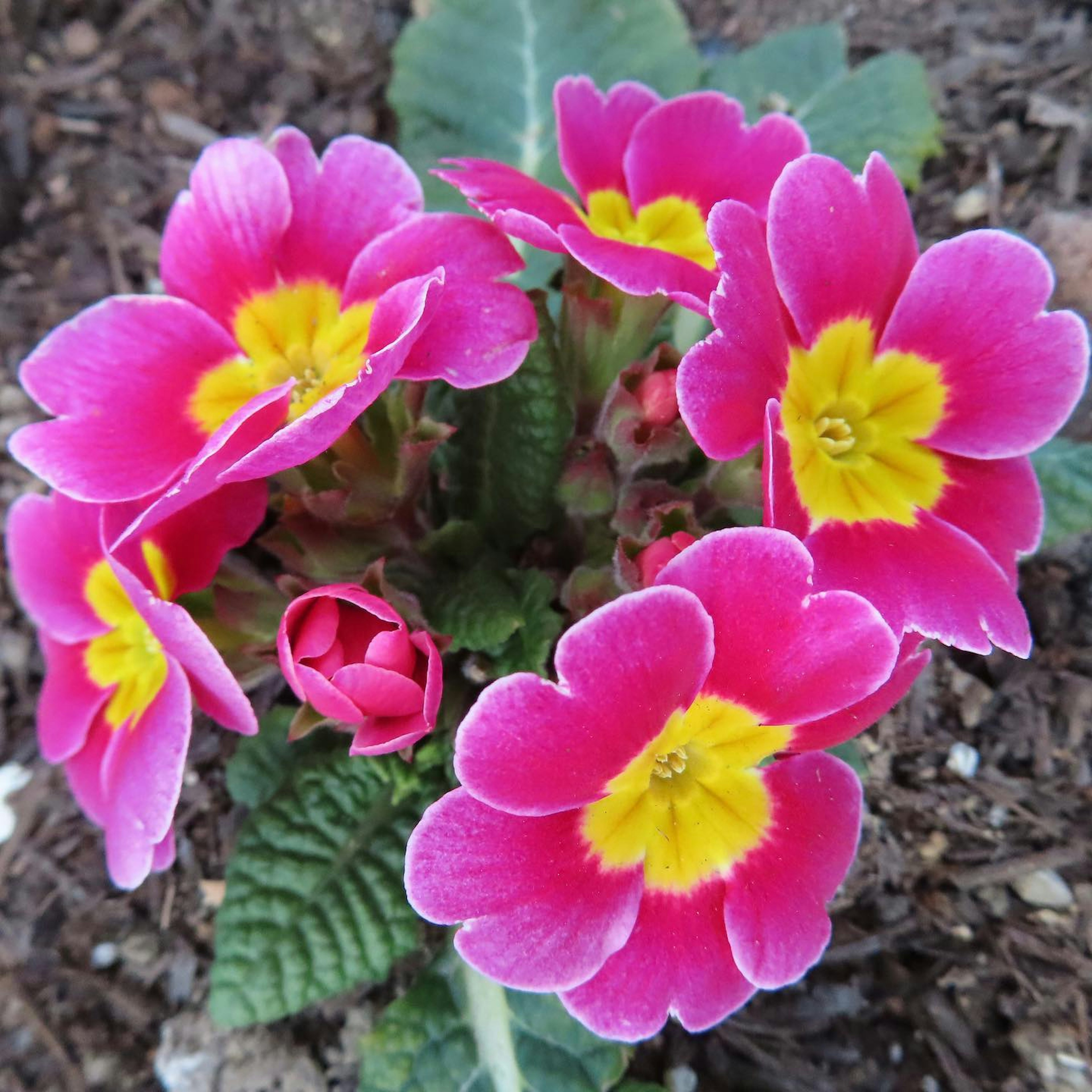 Un gruppo di fiori di primula rosa e gialla vivace