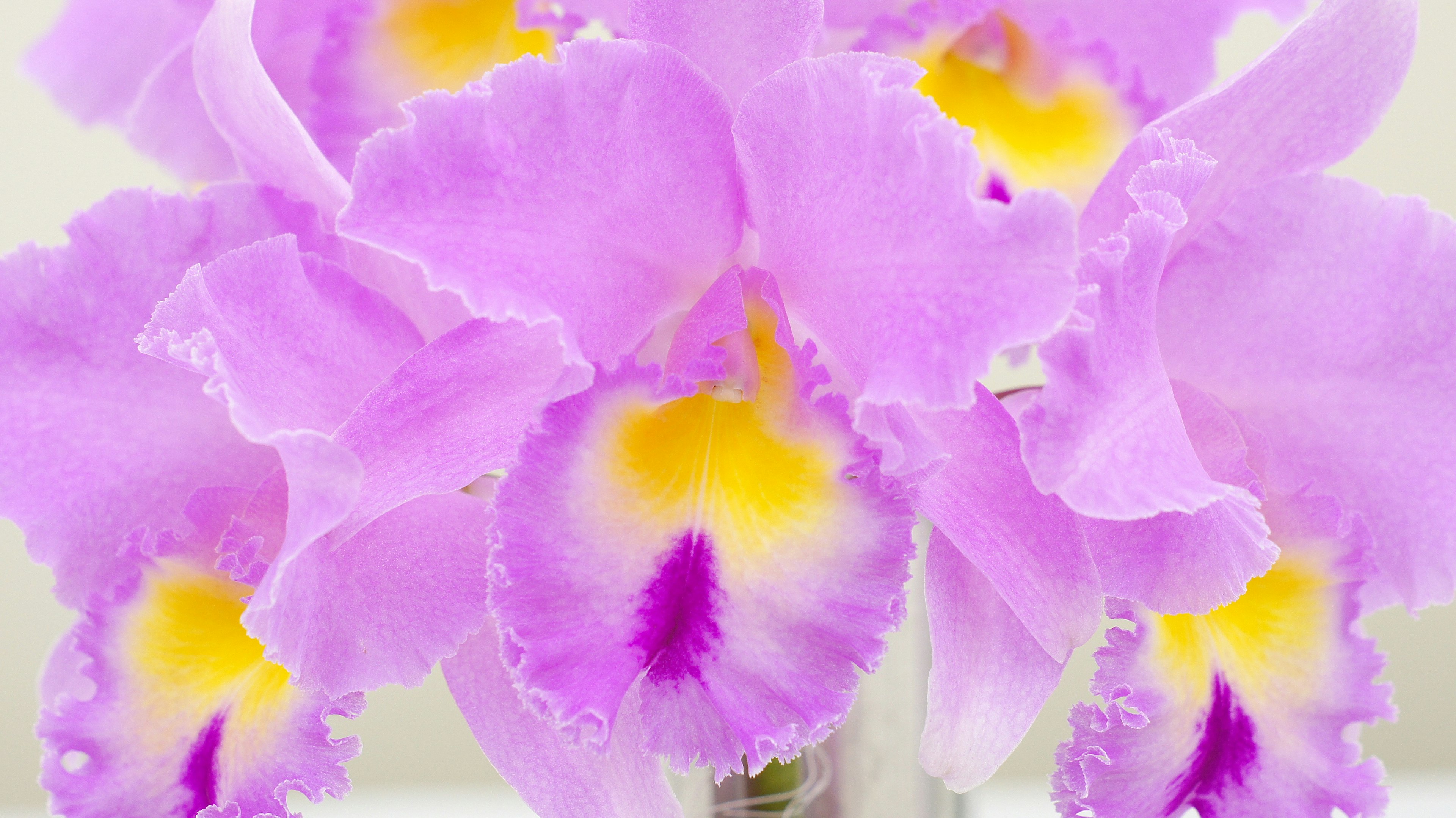 Lebendiger lila Cattleya-Orchideenstrauß mit gelben und lila Mustern