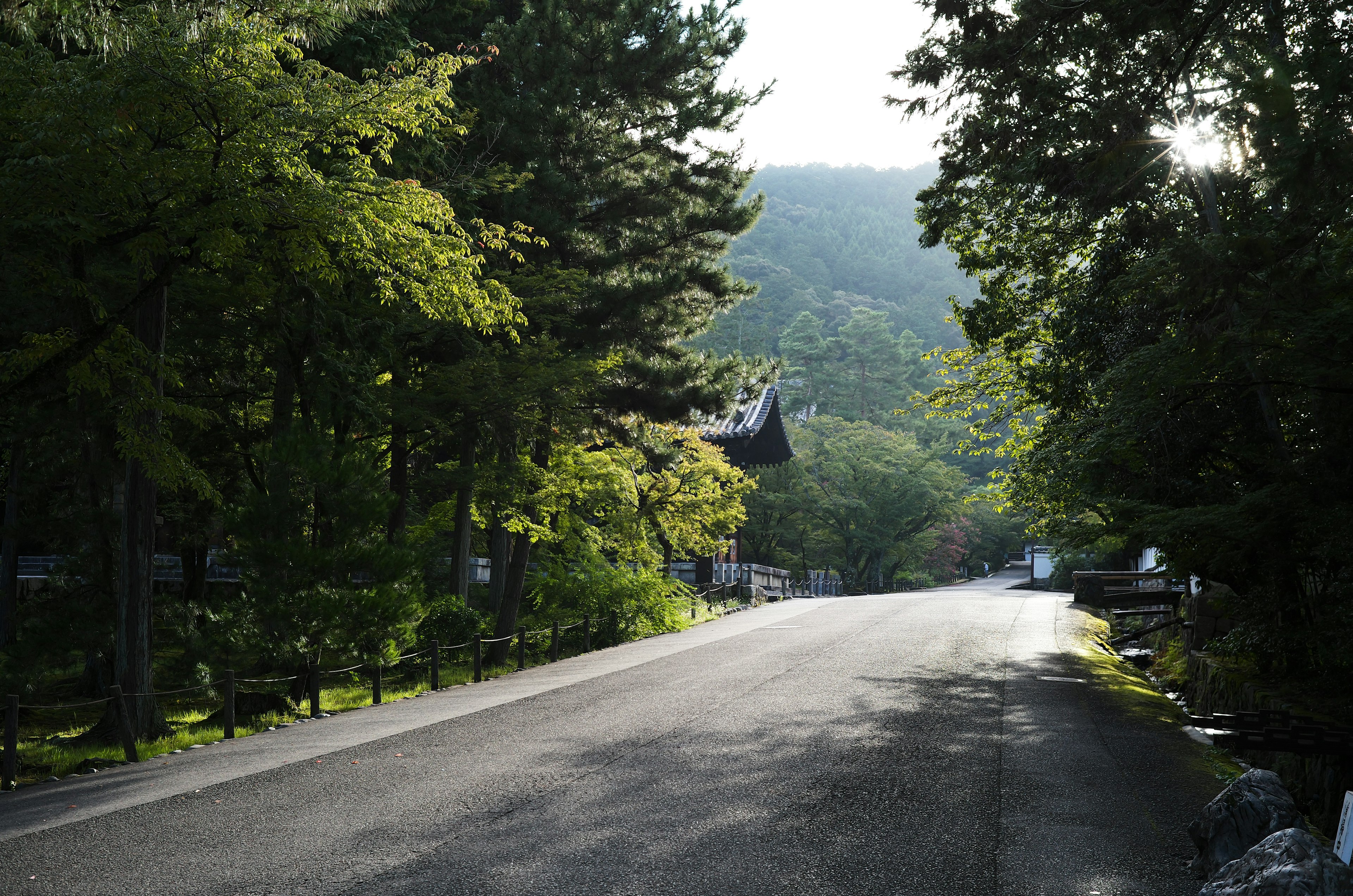 Route calme entourée de verdure luxuriante et d'arbres