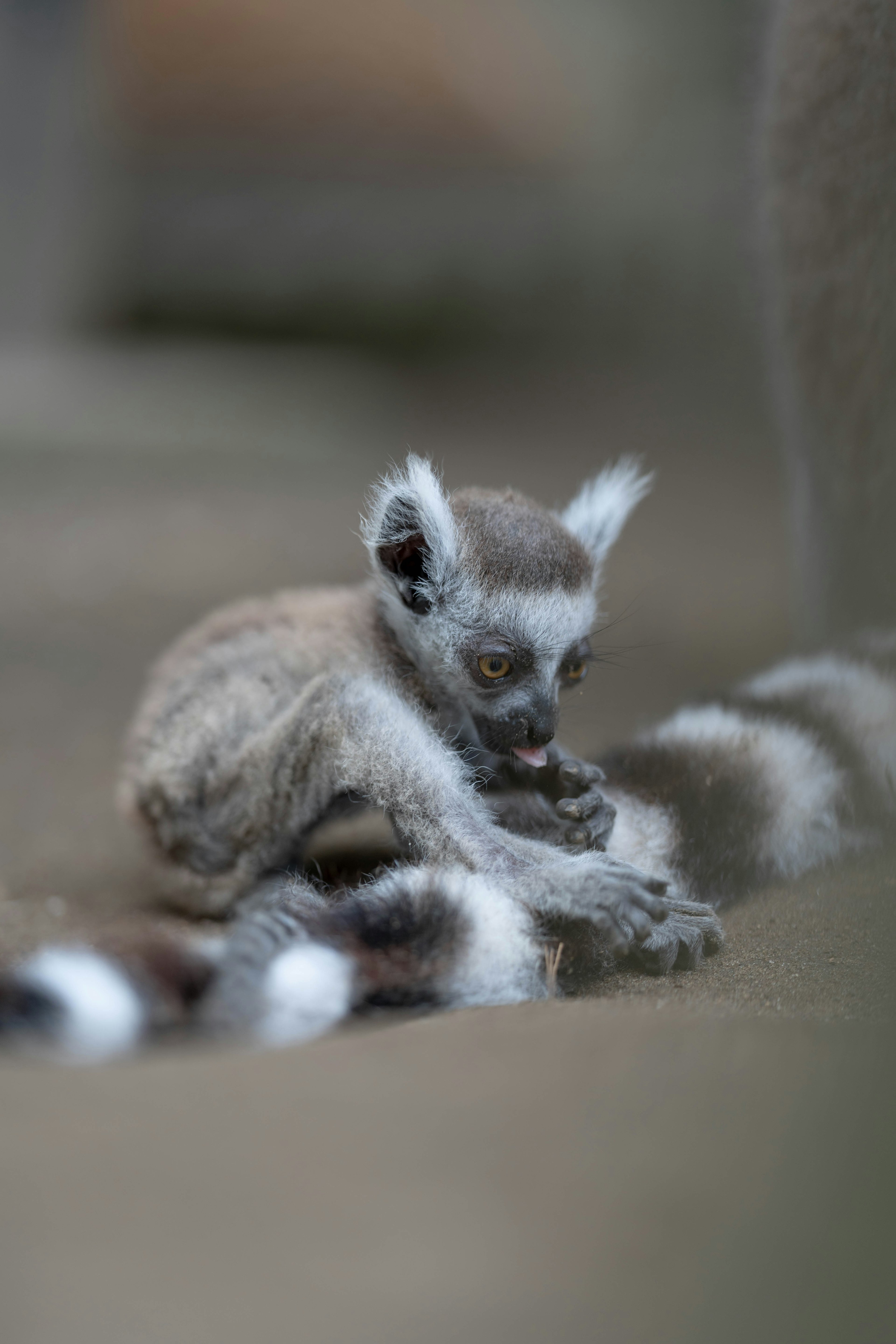 Seekor kecil lemur Madagascar duduk