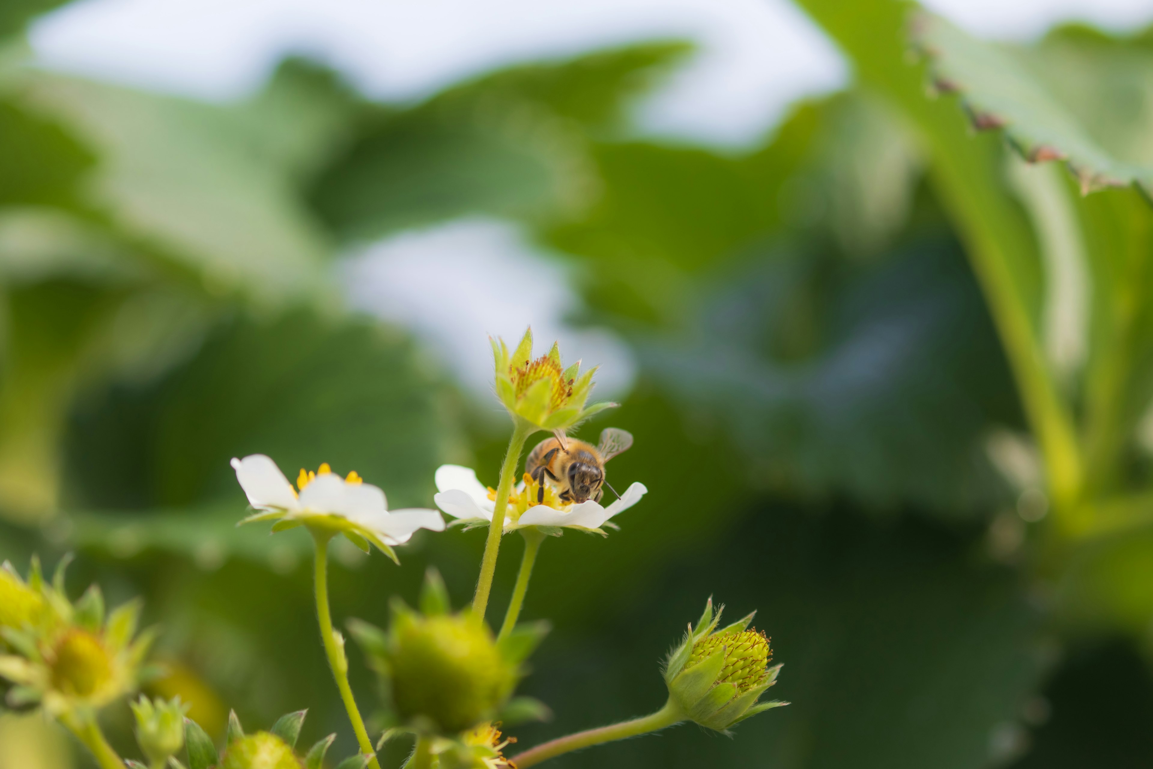 Un'ape posata su un fiore di fragola con foglie verdi sullo sfondo