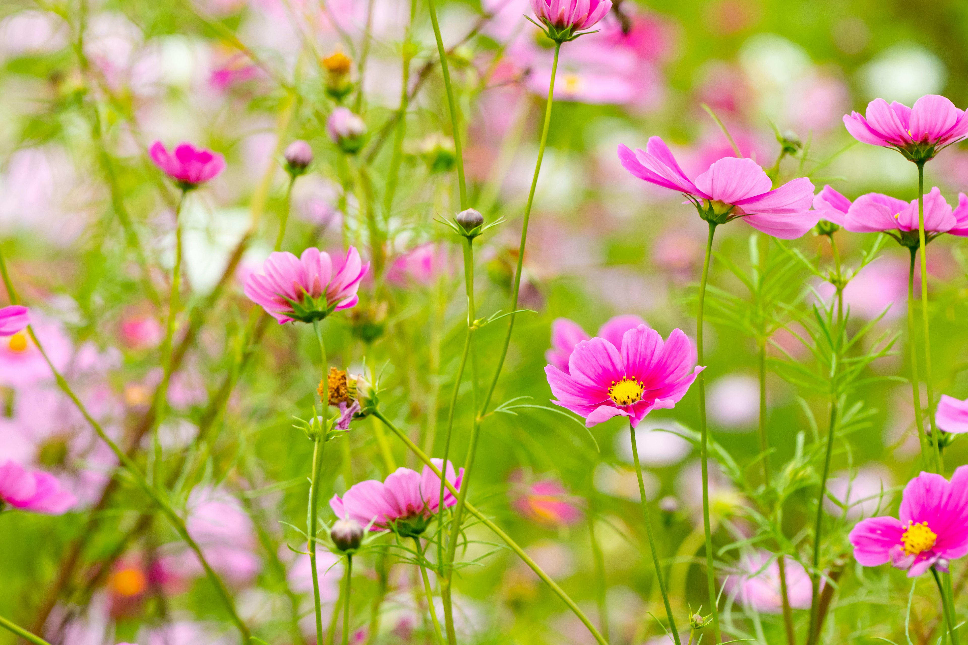 A vibrant field of pink flowers surrounded by greenery