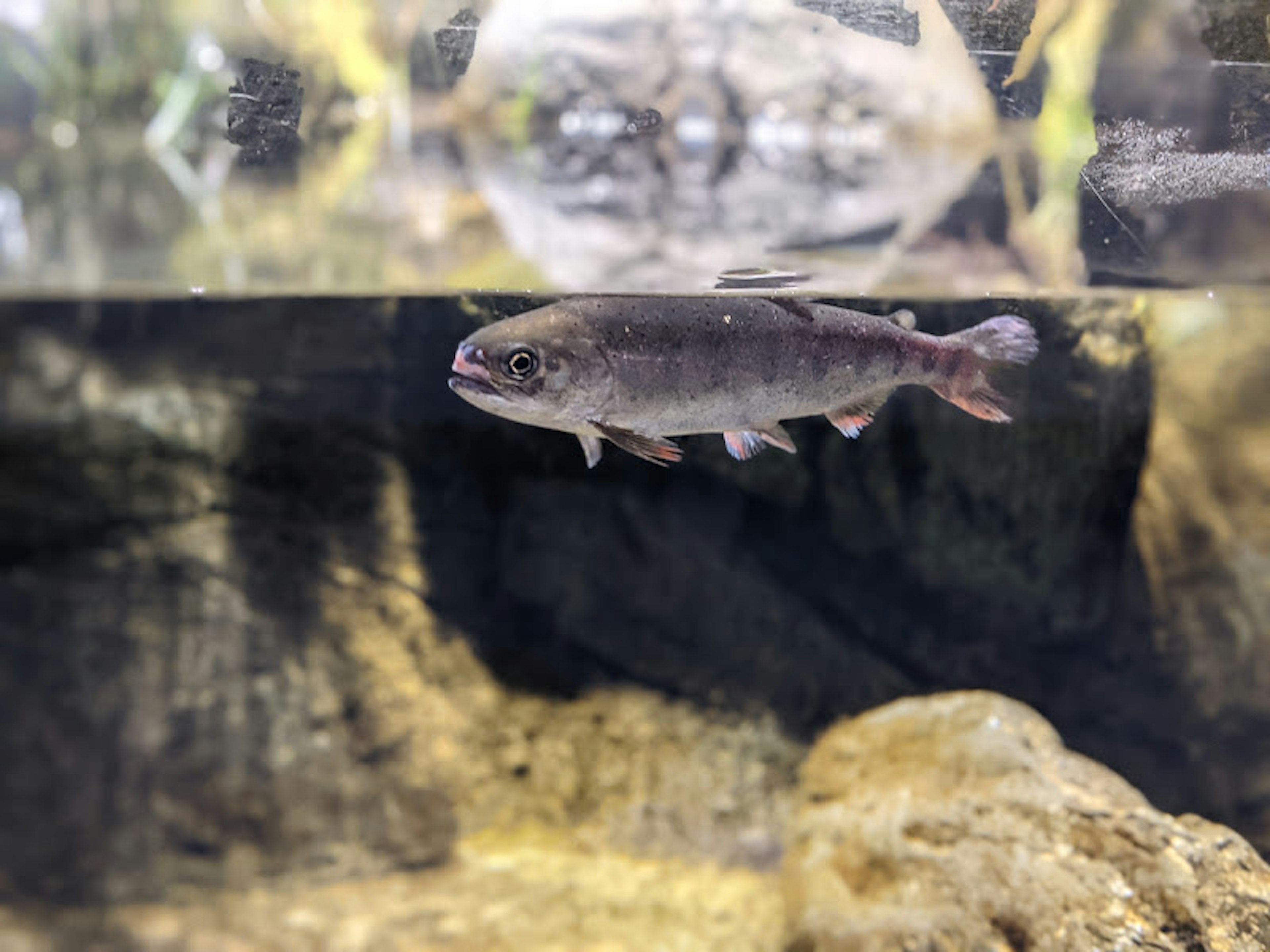 水中を泳ぐ魚と水面の反射