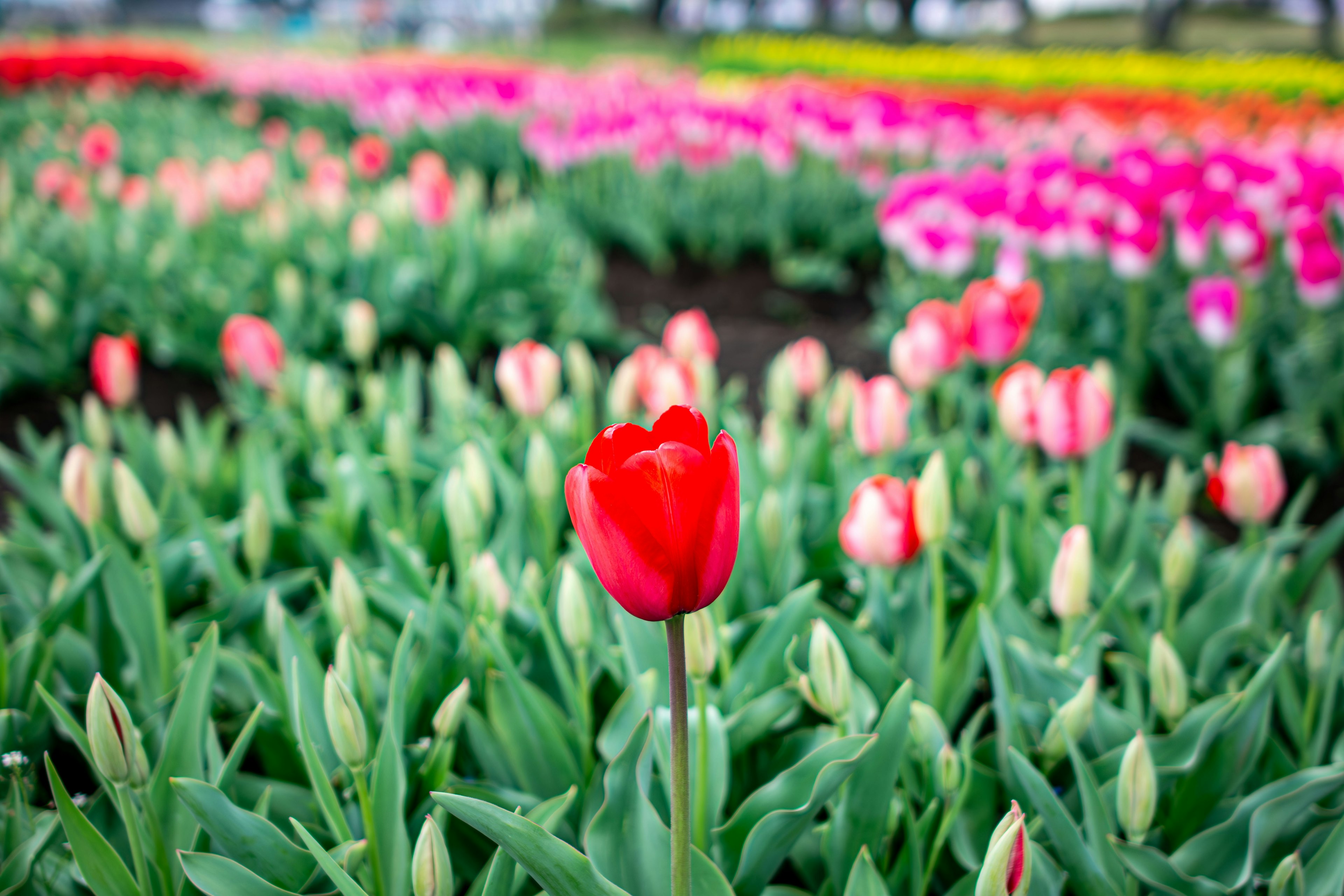 Un singolo tulipano rosso spicca in un giardino fiorito vibrante