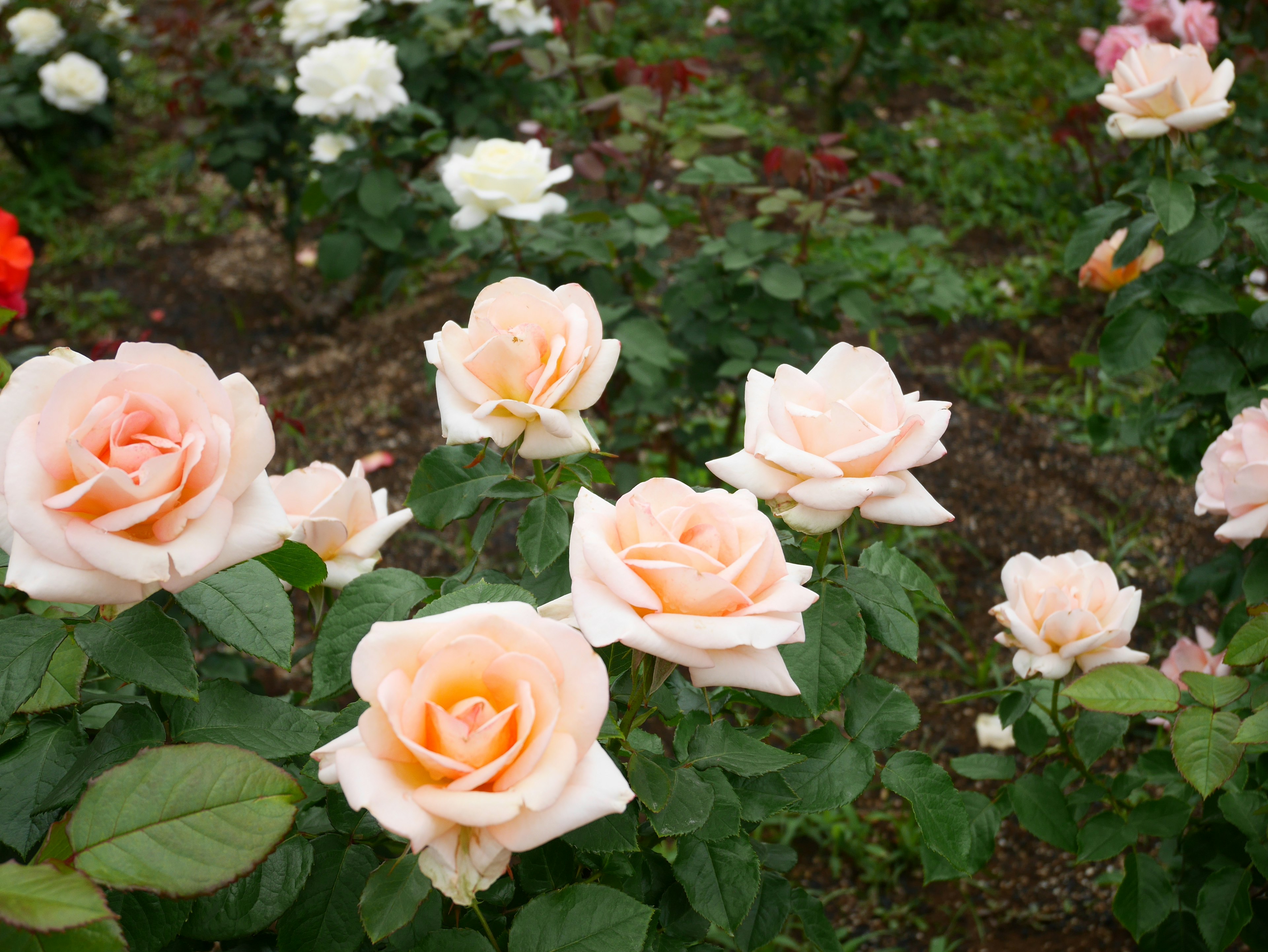 Un jardin rempli de roses roses pâles en fleurs