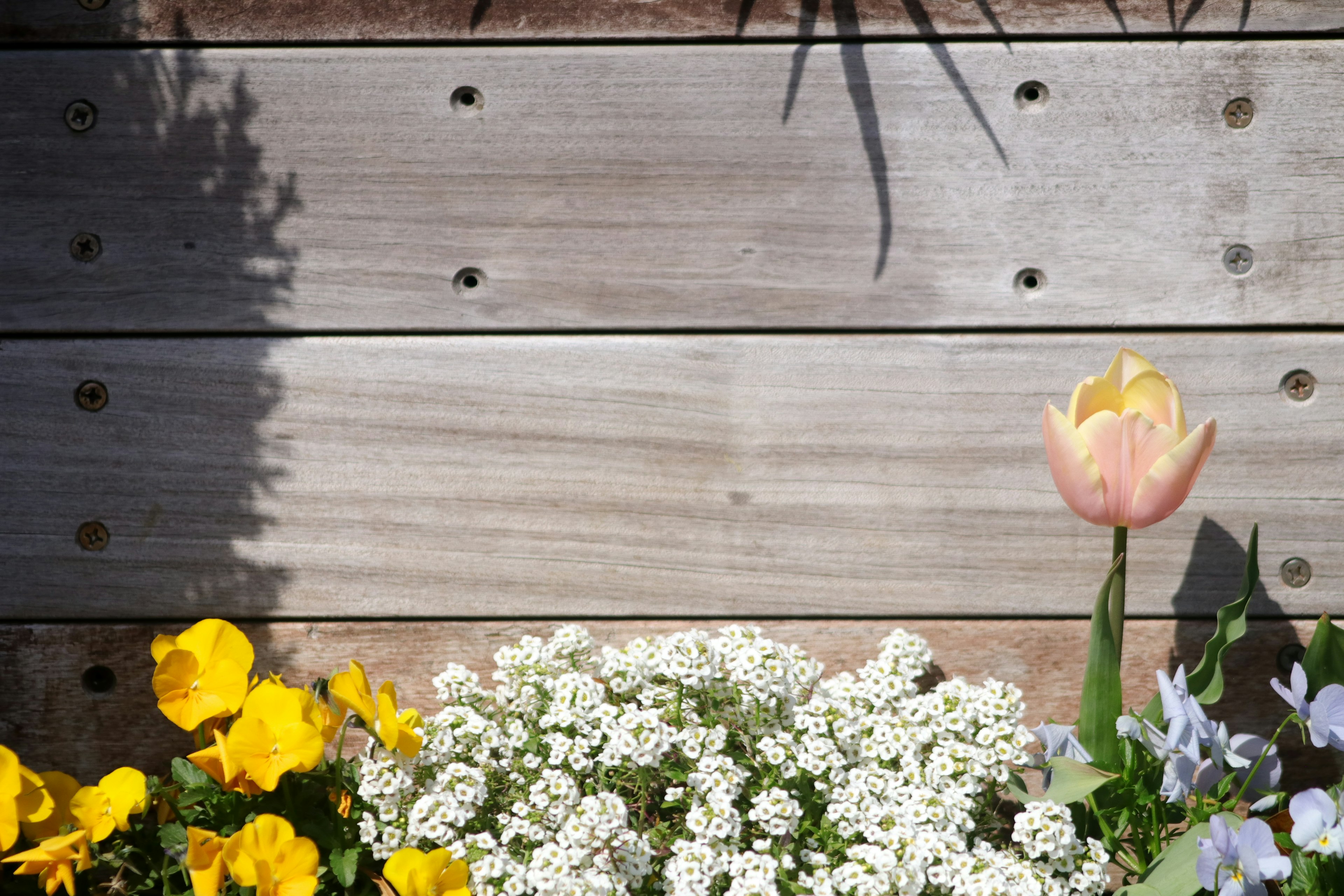 Fiori colorati davanti a un muro di legno