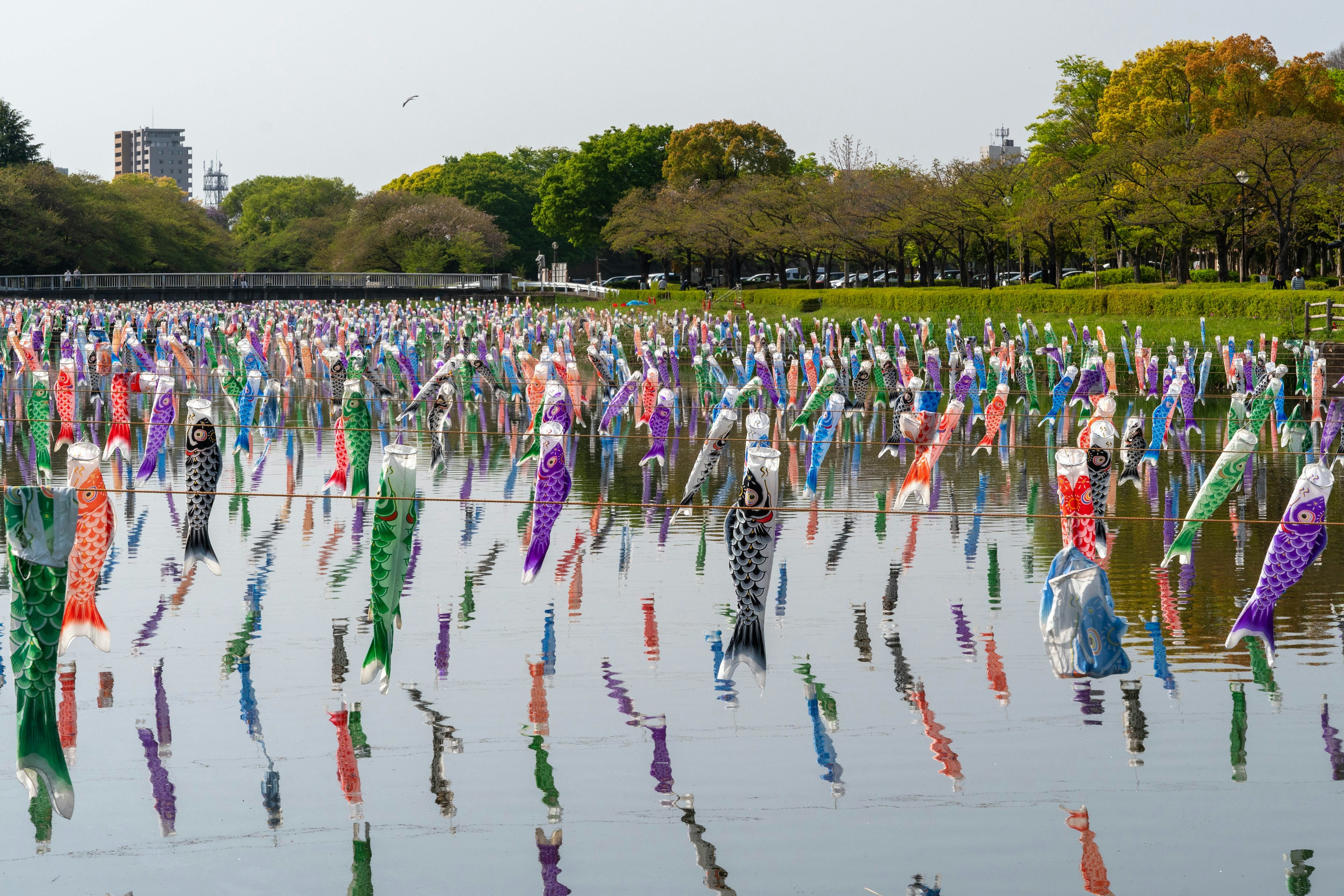 Un paisaje con numerosas banderas de koi en un estanque