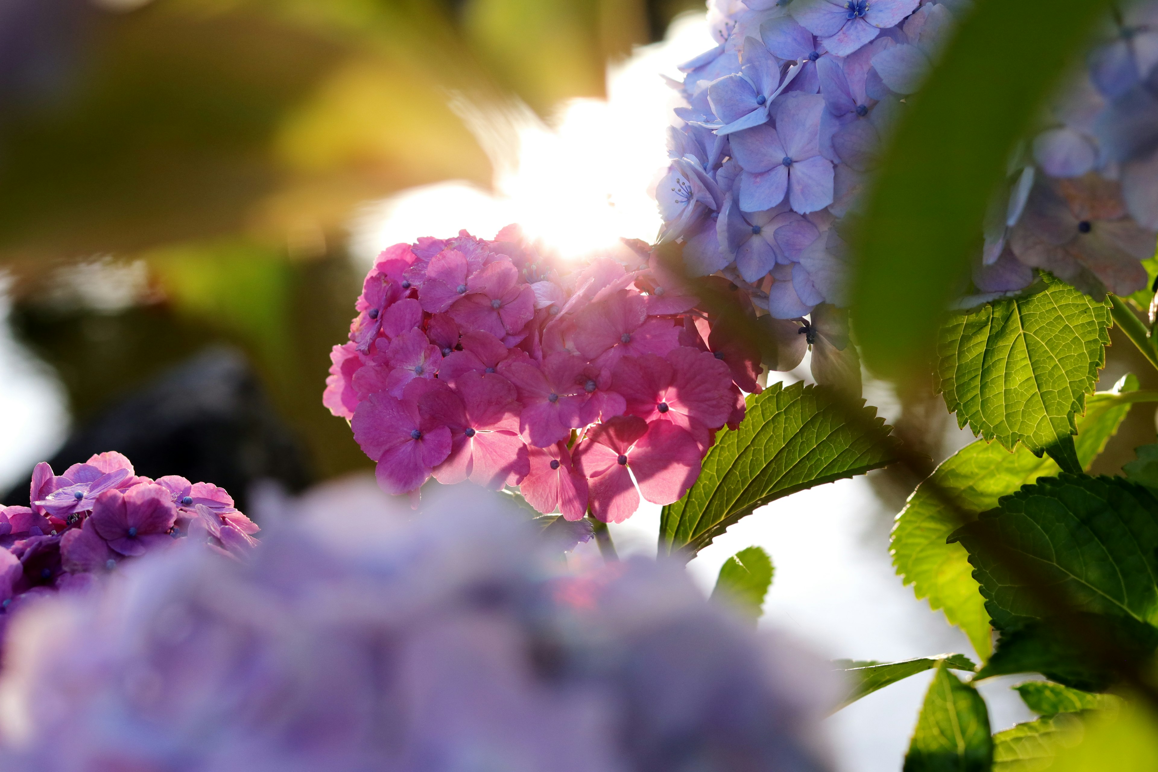 Pink and purple hydrangea flowers illuminated by sunlight