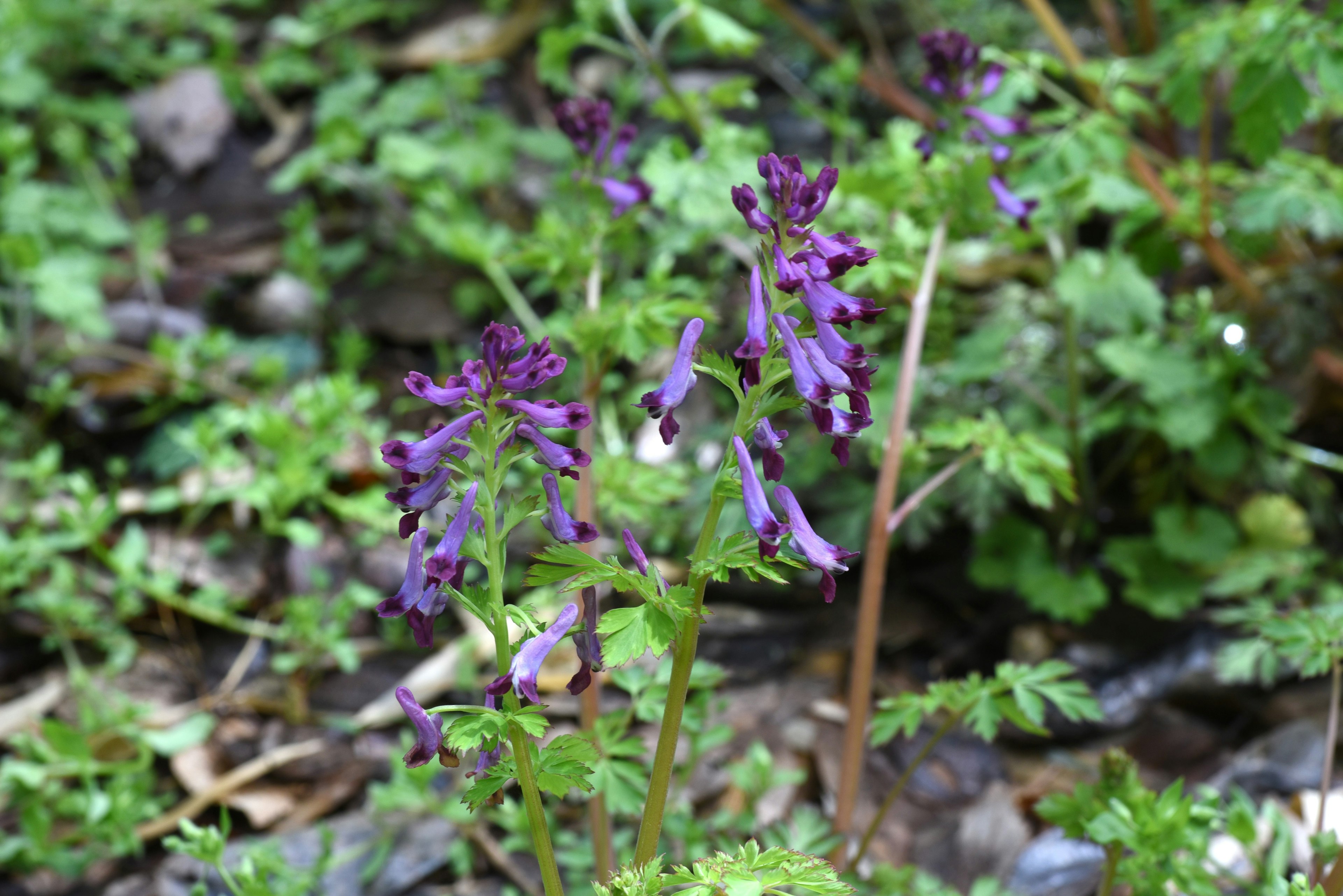 Pianta con fiori viola che cresce su uno sfondo verde