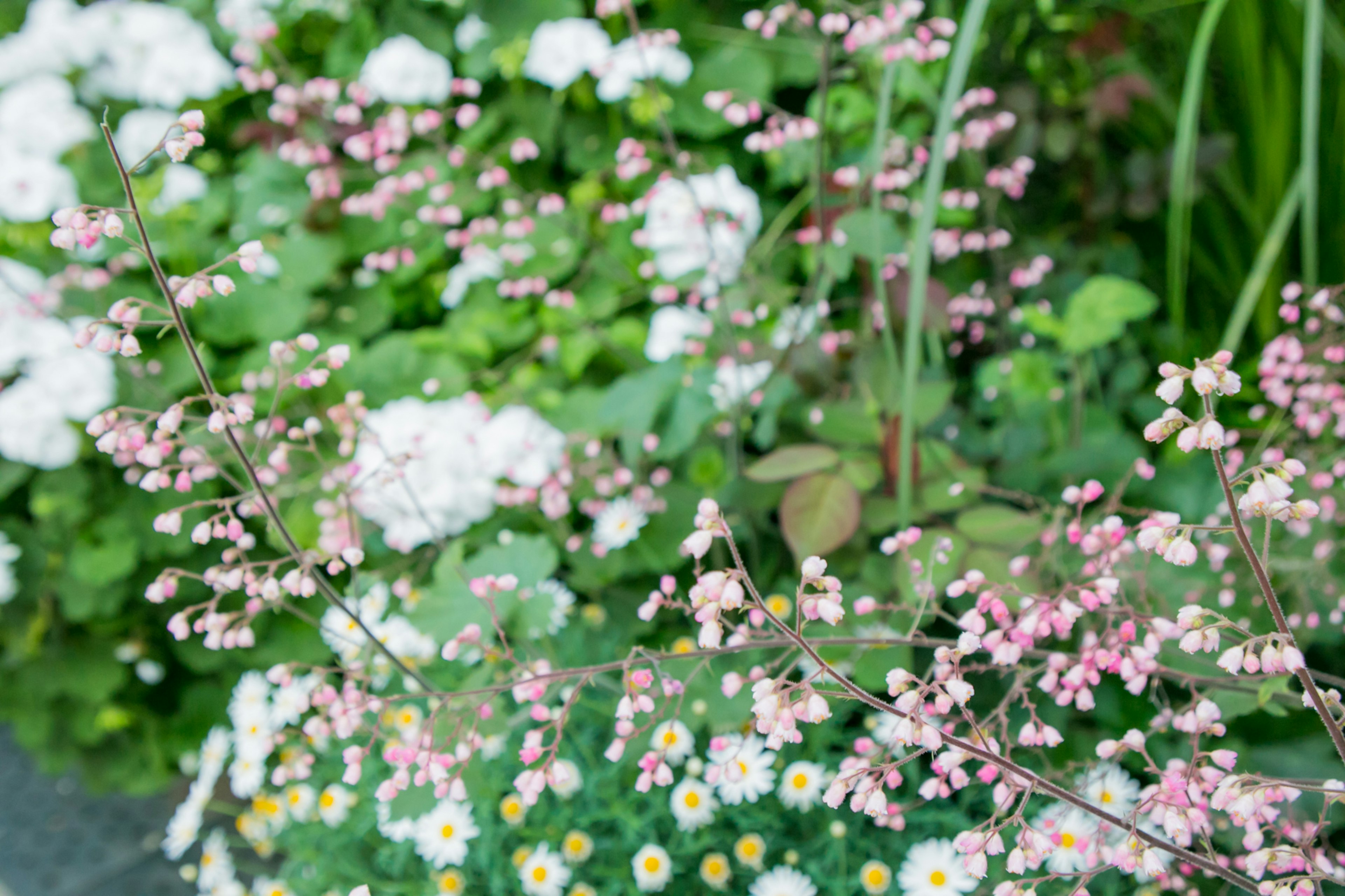 A scene featuring pink flowers with a backdrop of white blooms