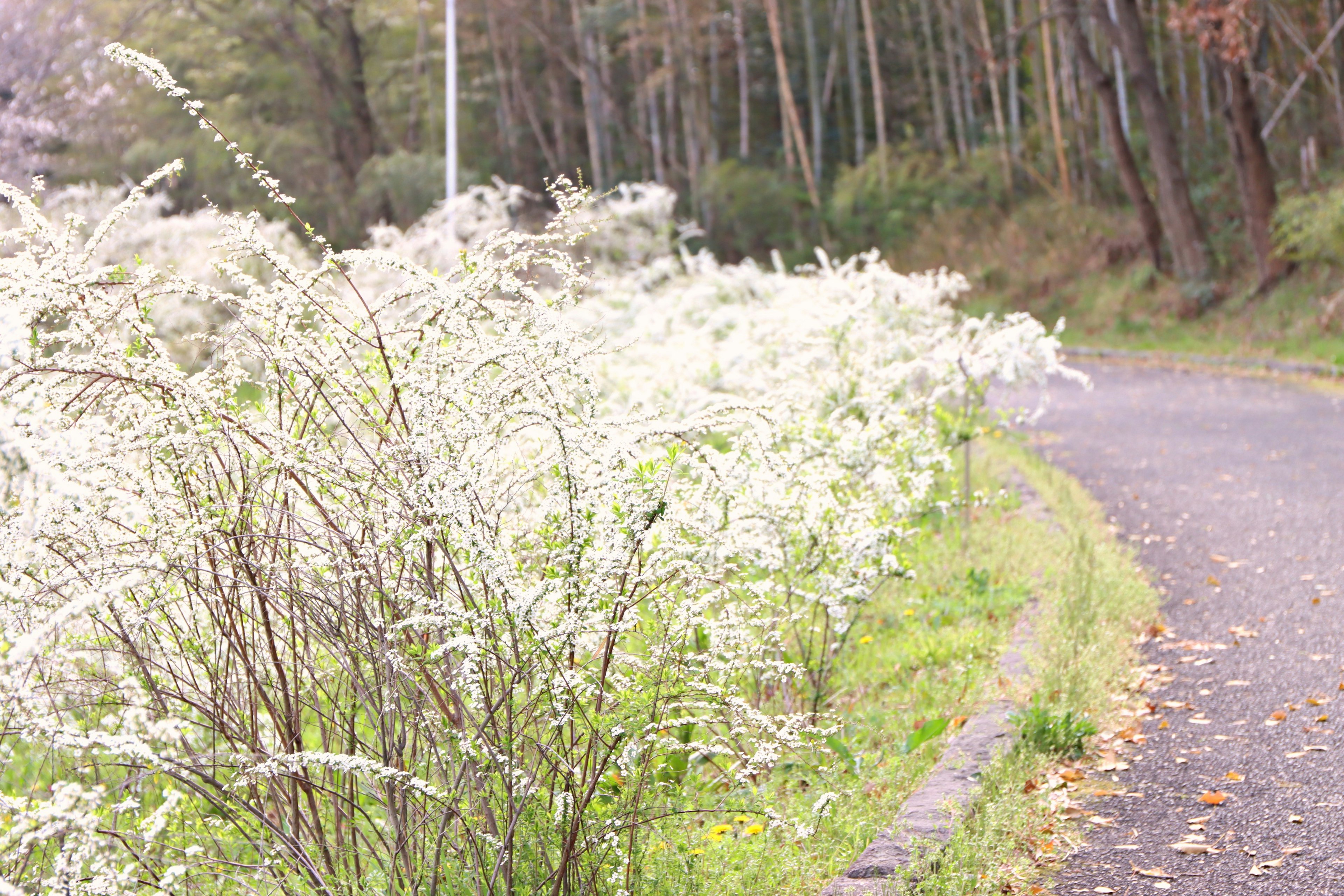 白い花が咲く道沿いの風景