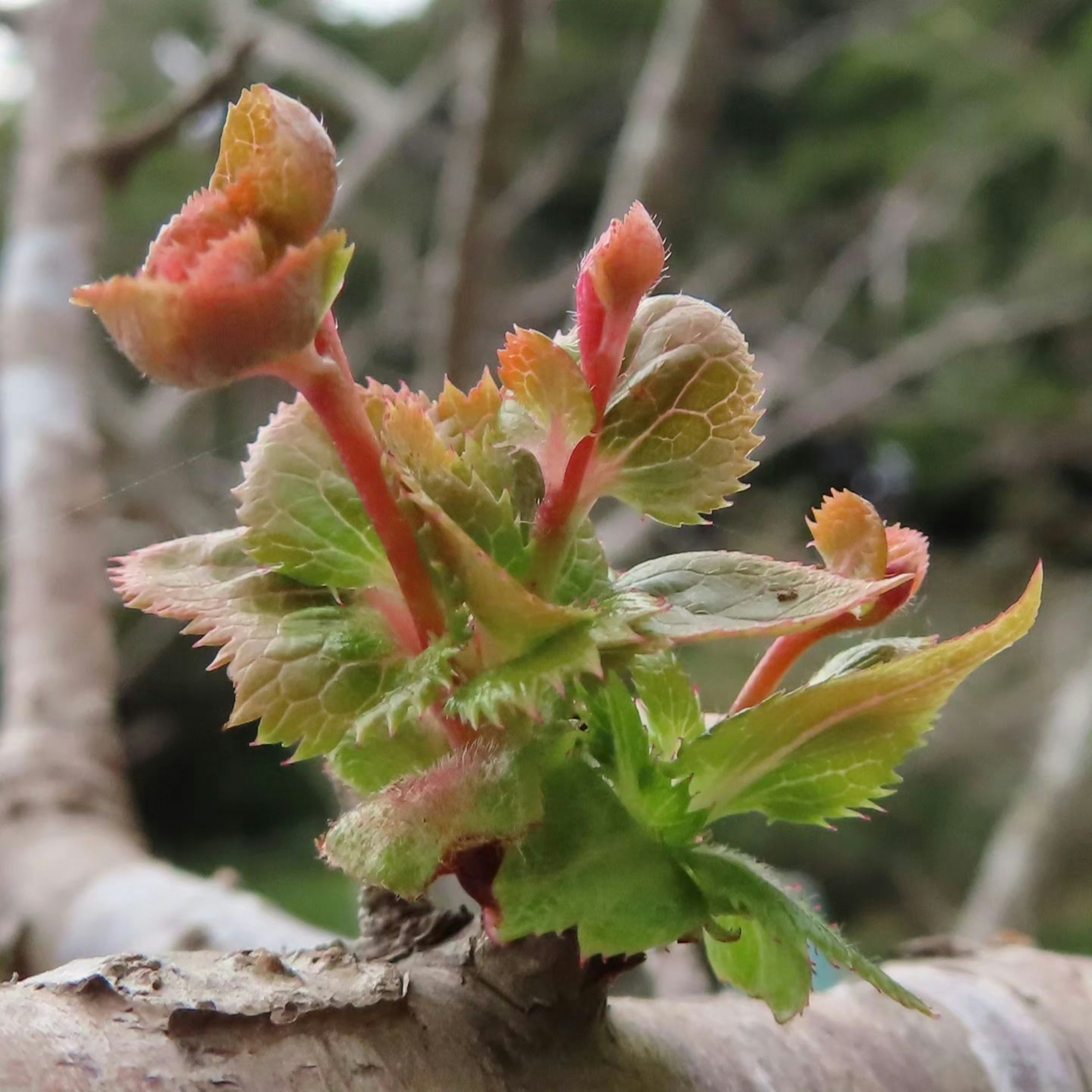 Close-up of a tree branch with budding leaves