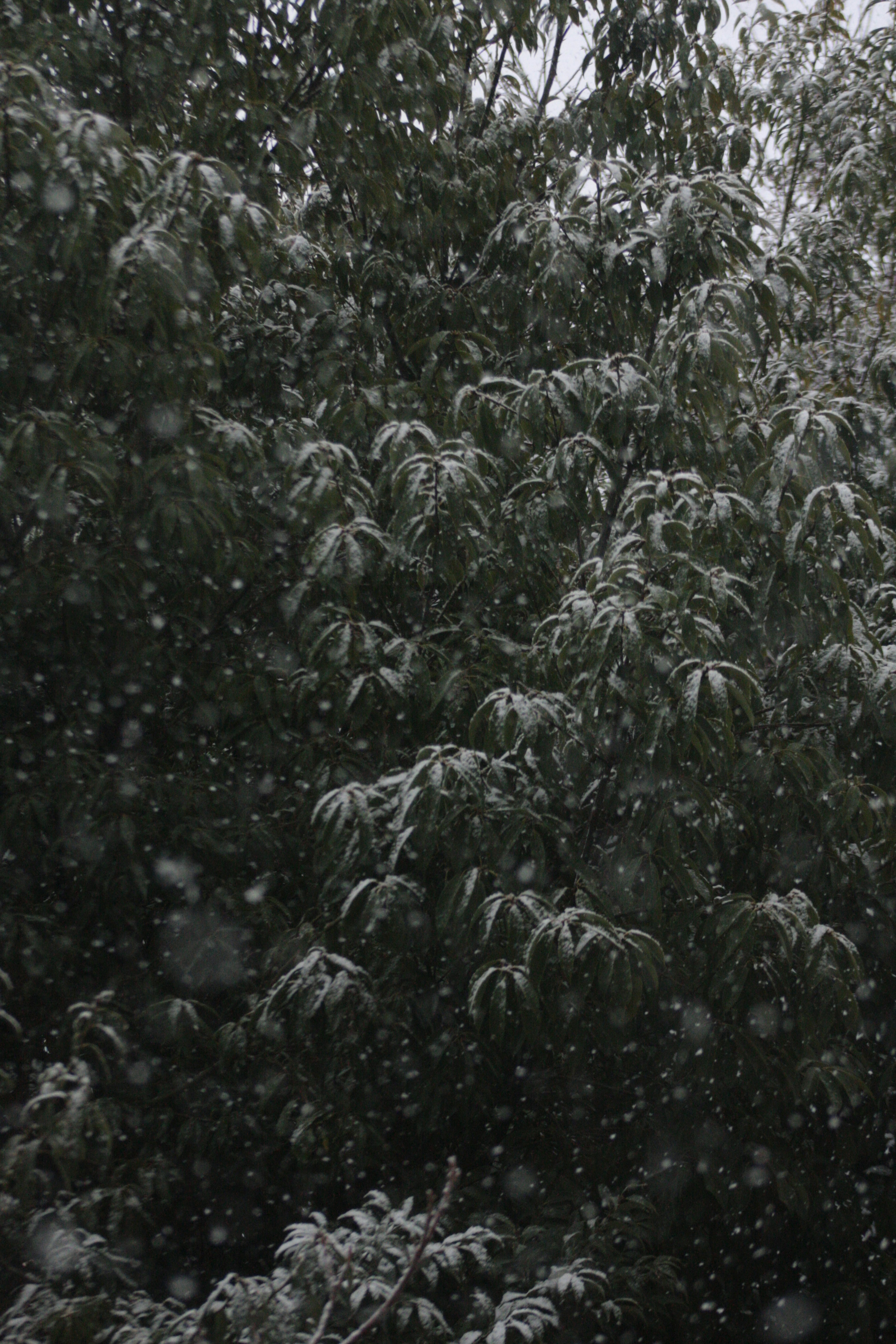 Close-up image of trees covered in snow