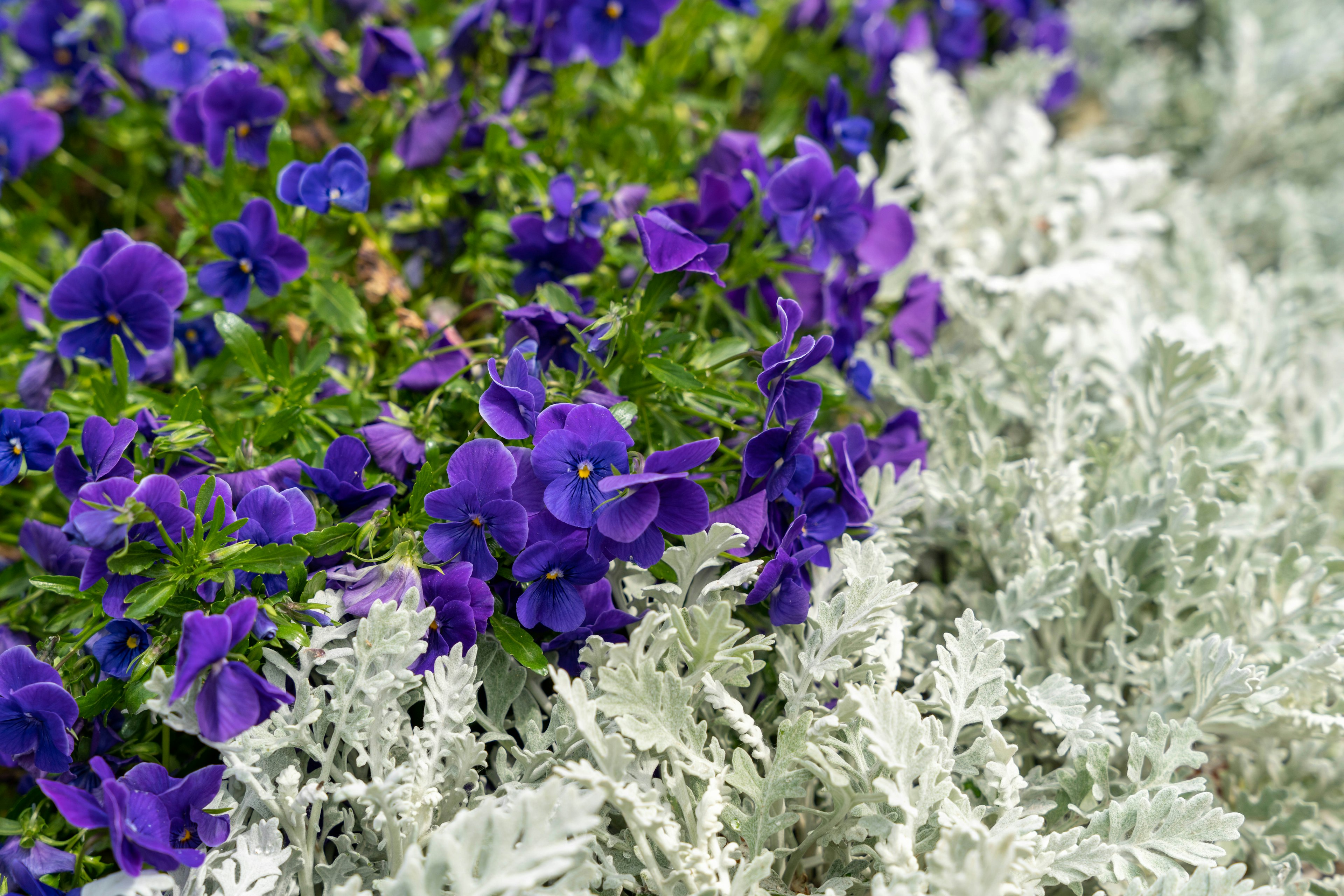 紫色の花と灰色の葉の植物の近接写真