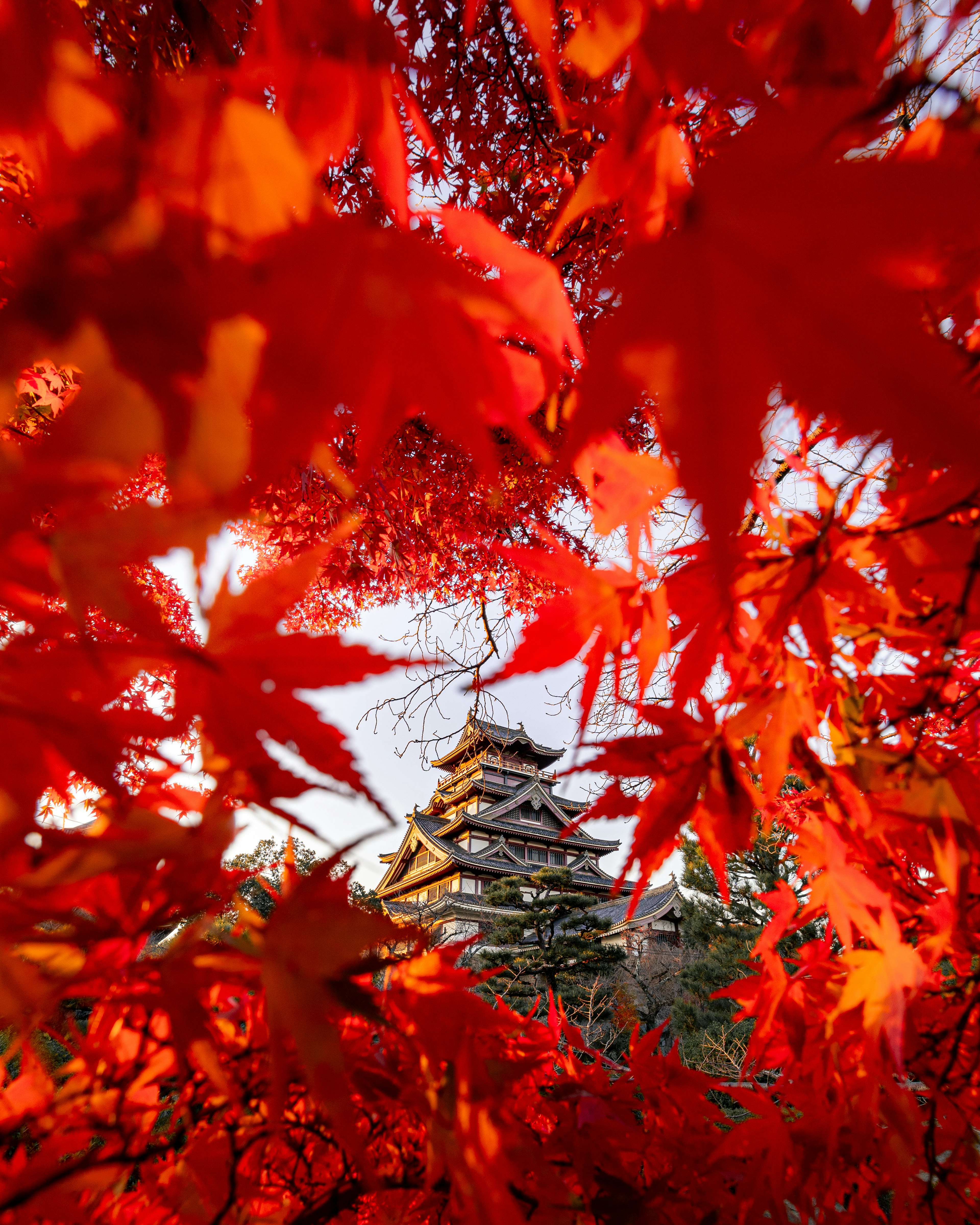 紅葉に囲まれた城の美しい風景