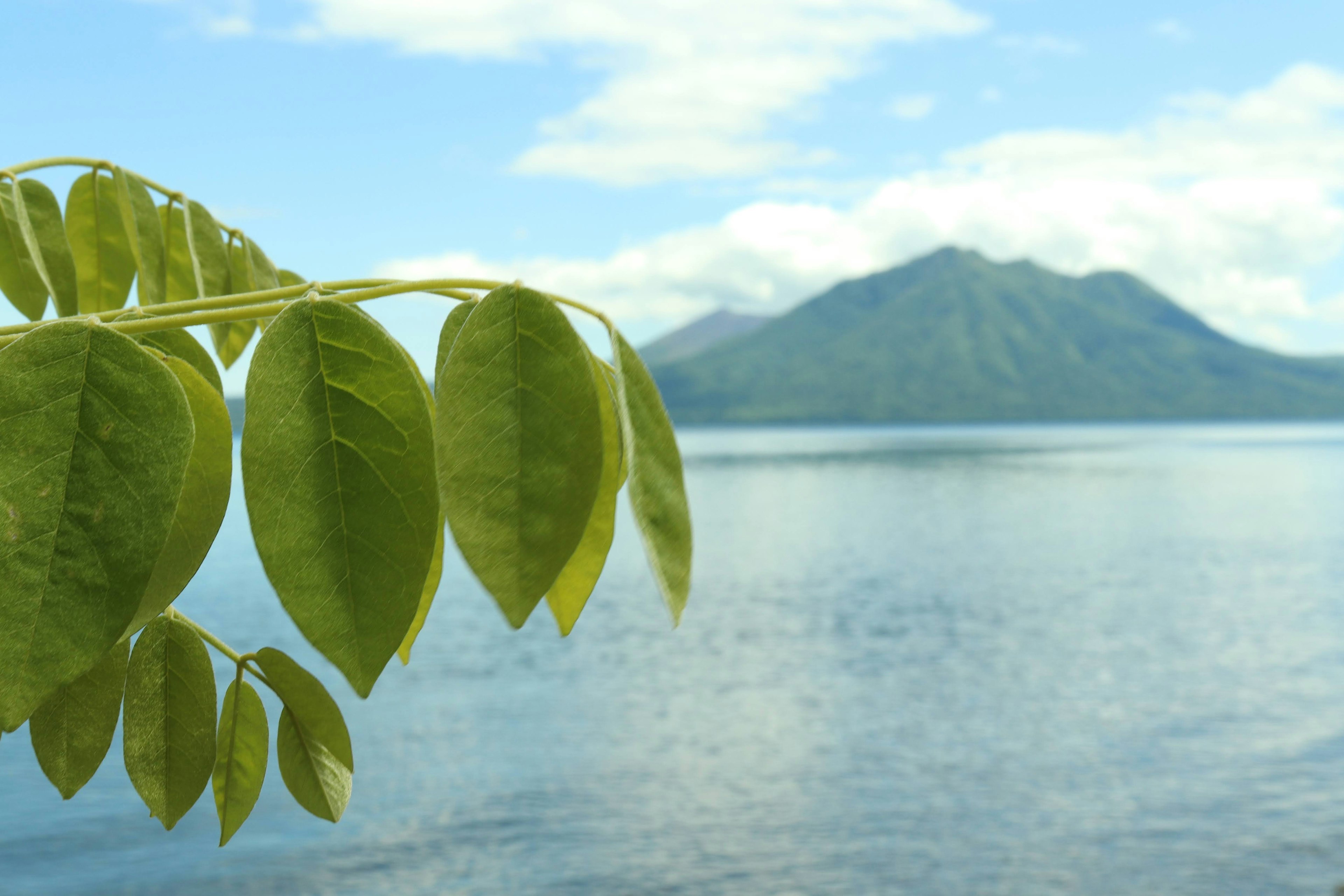 Grüne Blätter im Vordergrund mit einem ruhigen See und Bergen im Hintergrund