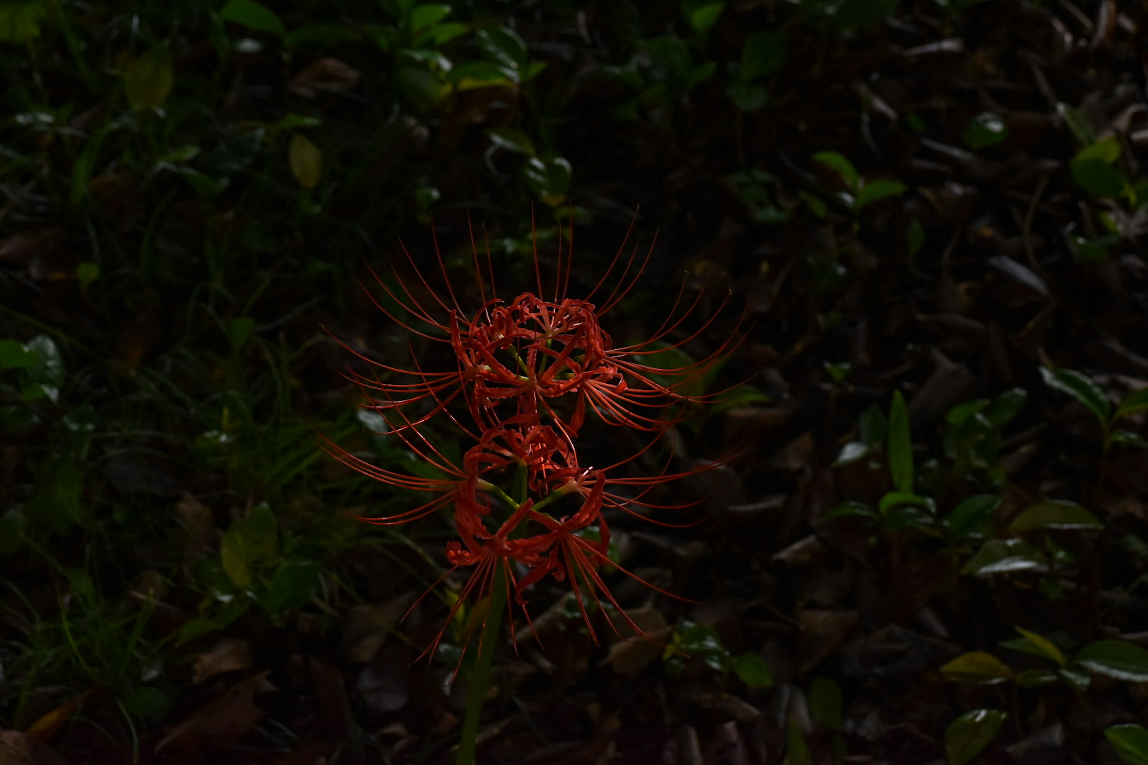 Fleur rouge à pétales épineux sur fond vert foncé