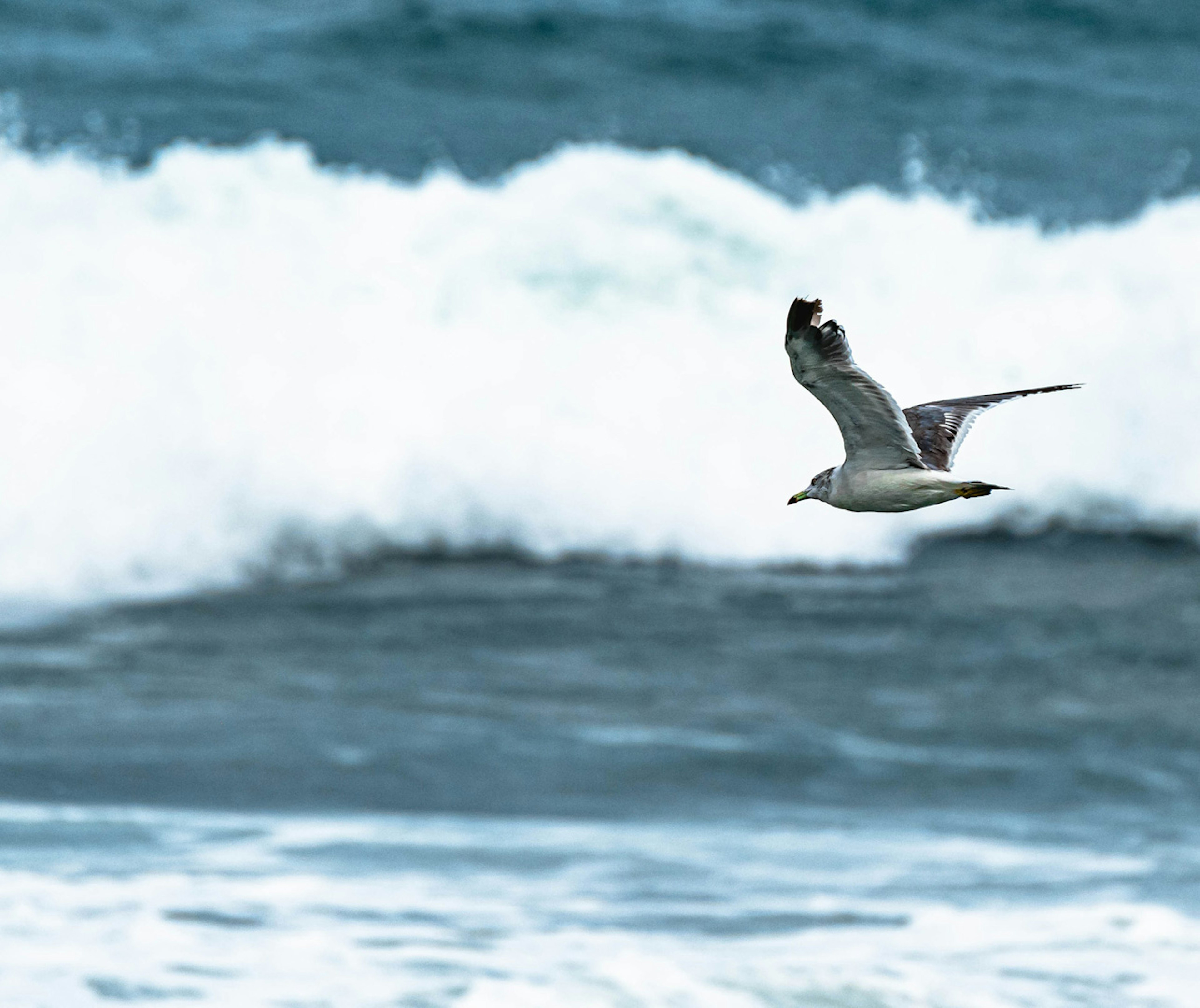 Möwe, die über den Wellen des Ozeans fliegt