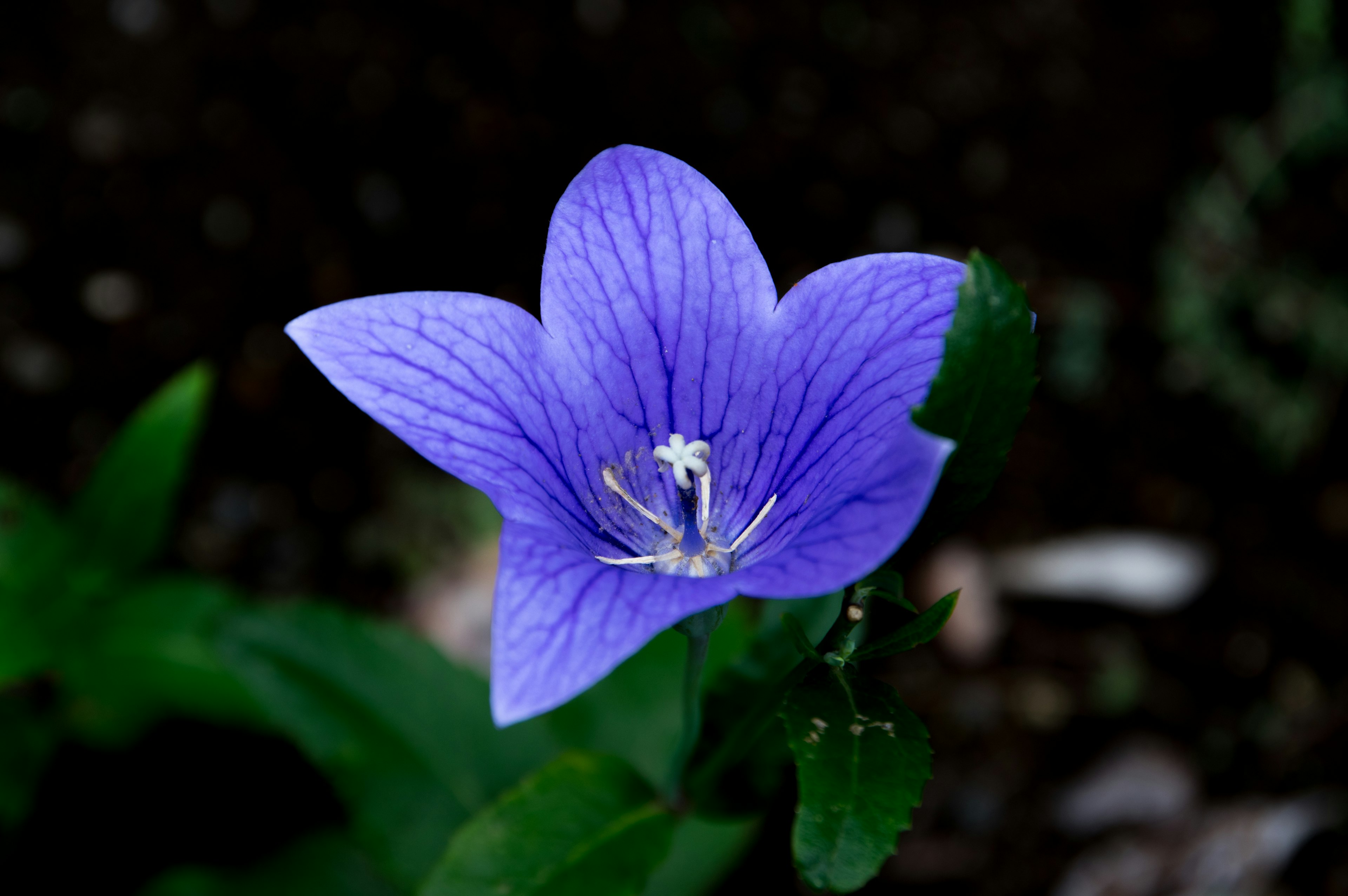 Lila Blume mit länglichen Blütenblättern und einem weißen Zentrum