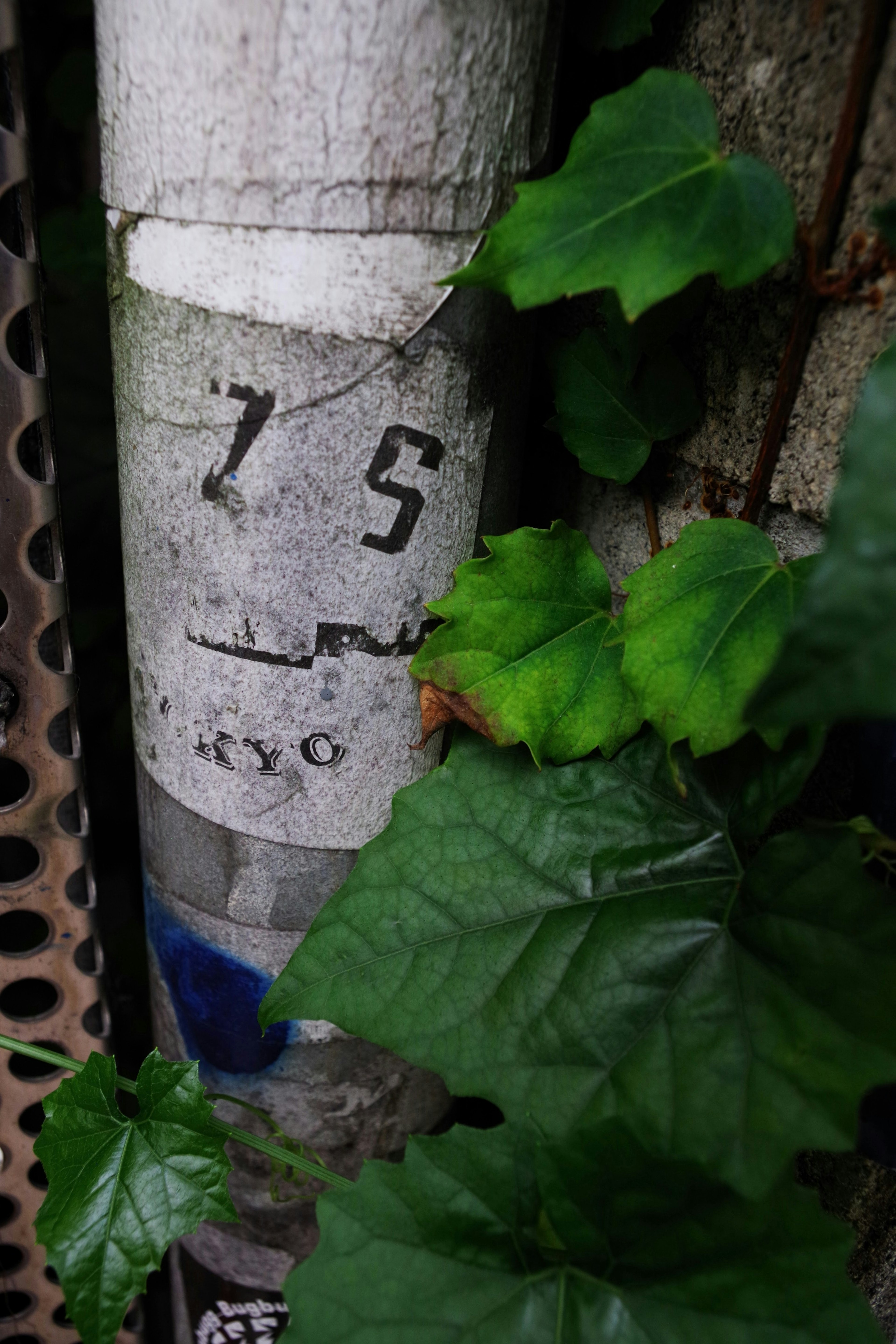 Old pipe partially covered with green leaves featuring visible numbers