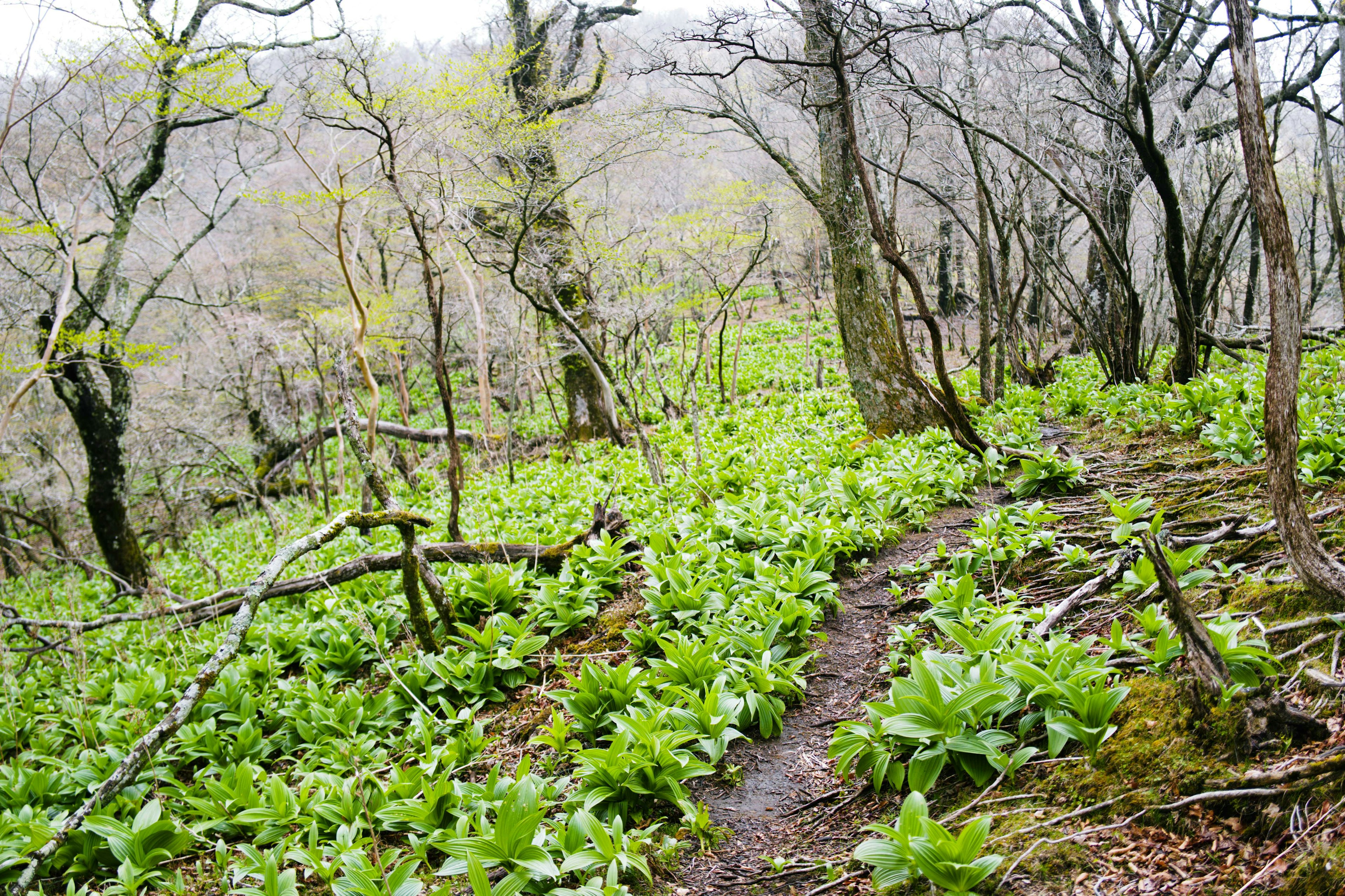 Pathway through a forest covered with green plants and bare trees