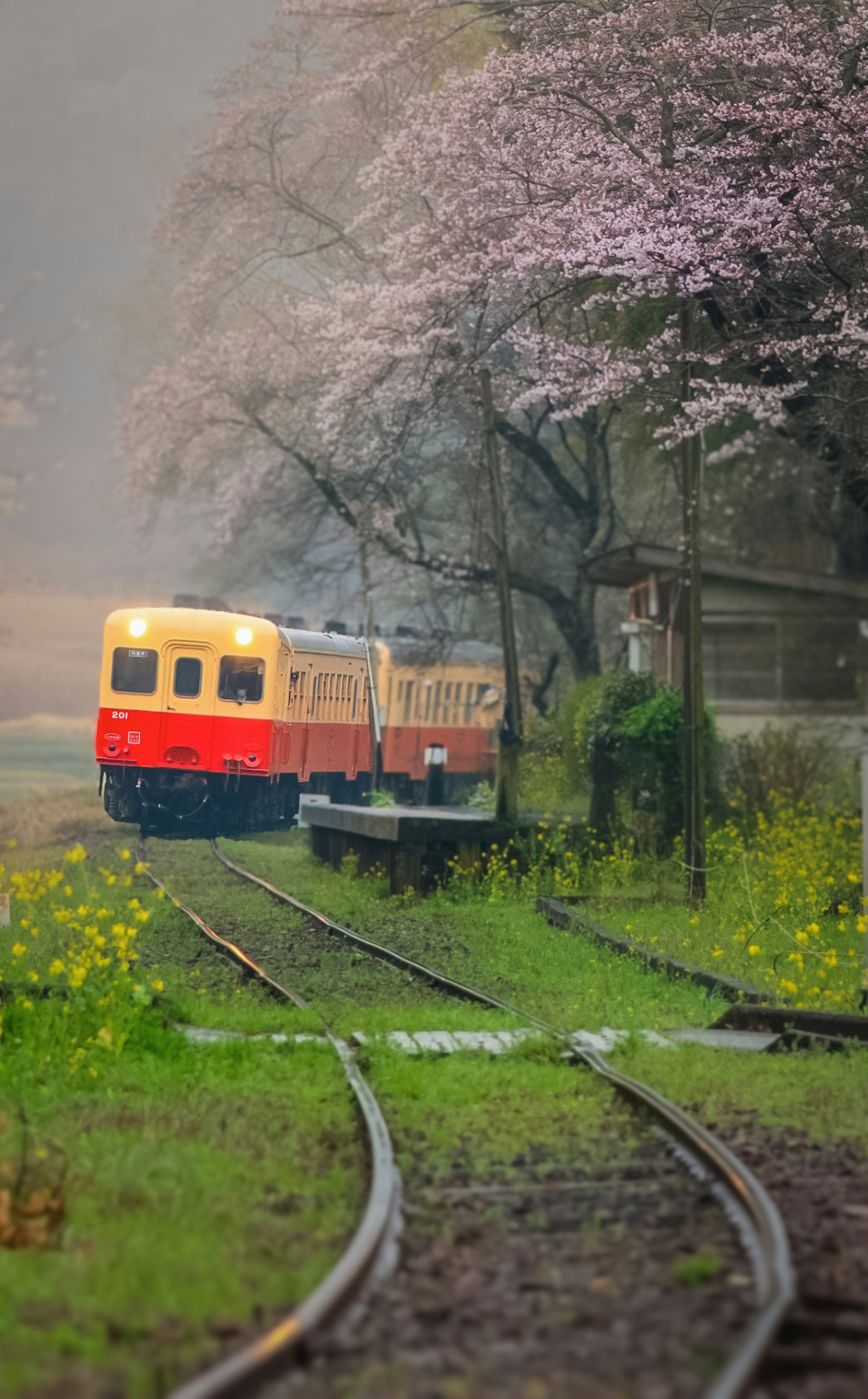 A yellow and red train passing under cherry blossom trees