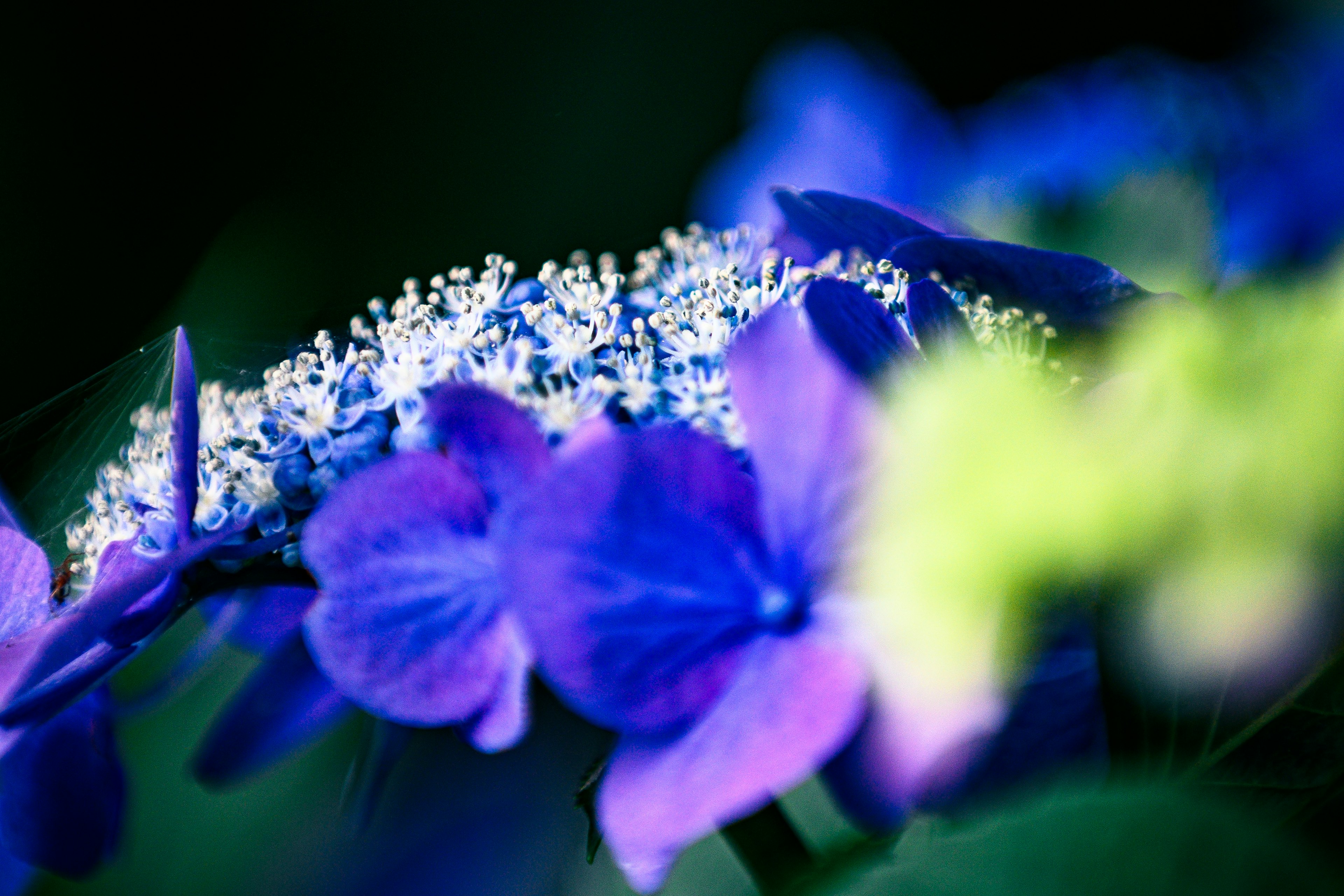 青紫色の花びらと白い花の中心が特徴的な花のクローズアップ