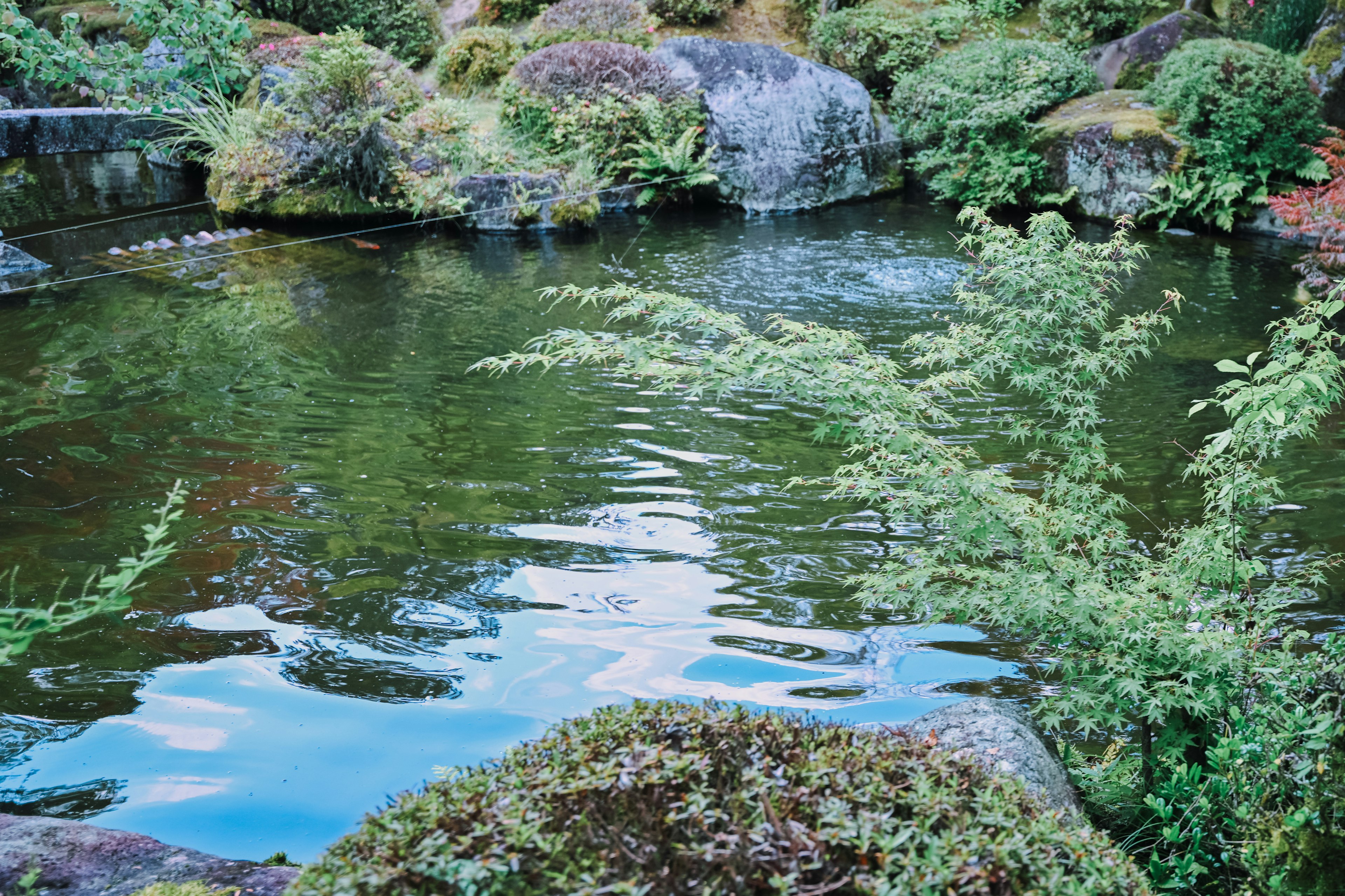 静かな池と周囲の緑豊かな植物が映える自然の風景