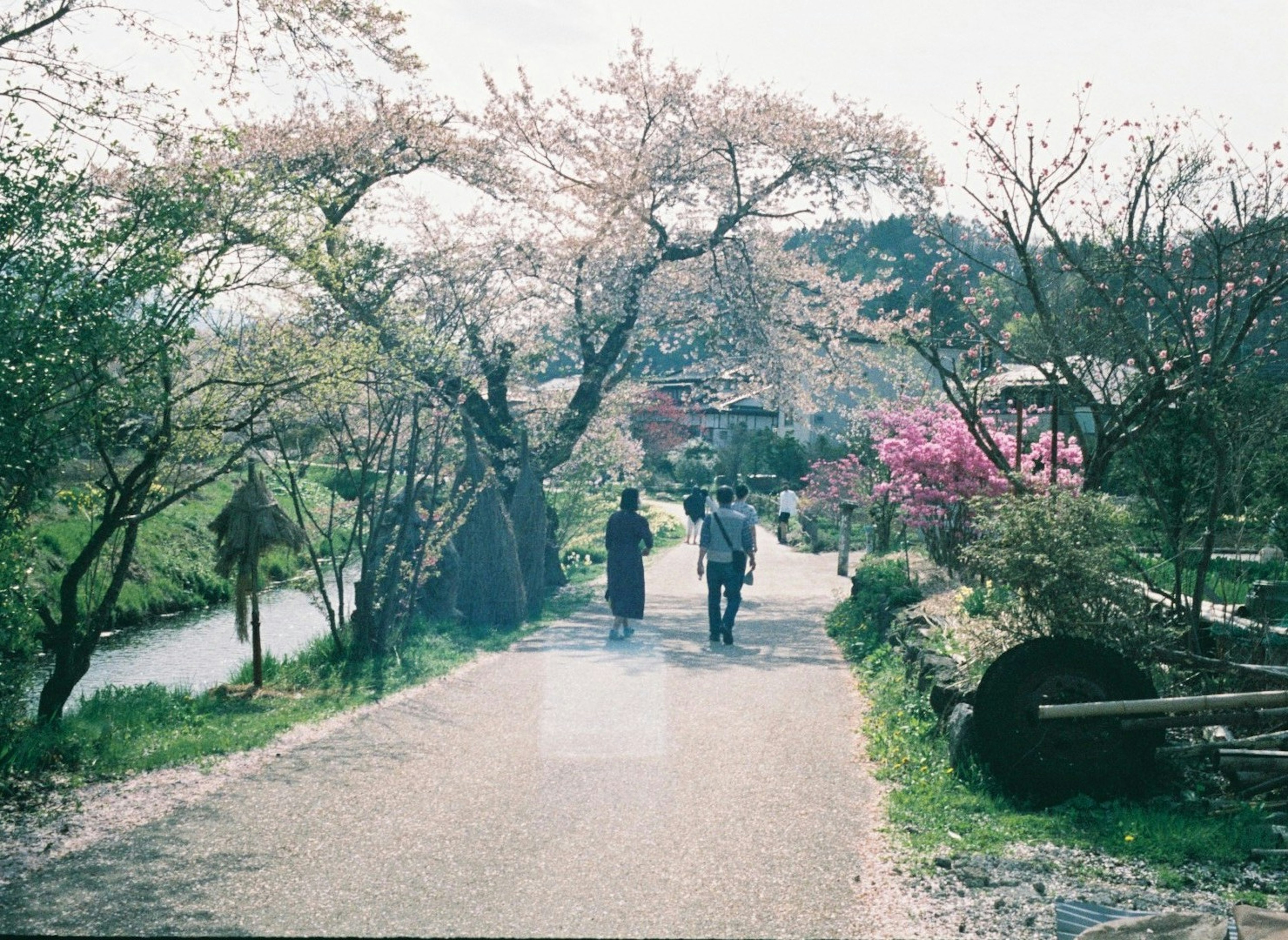 桜の木が並ぶ小道を散歩する二人の人物