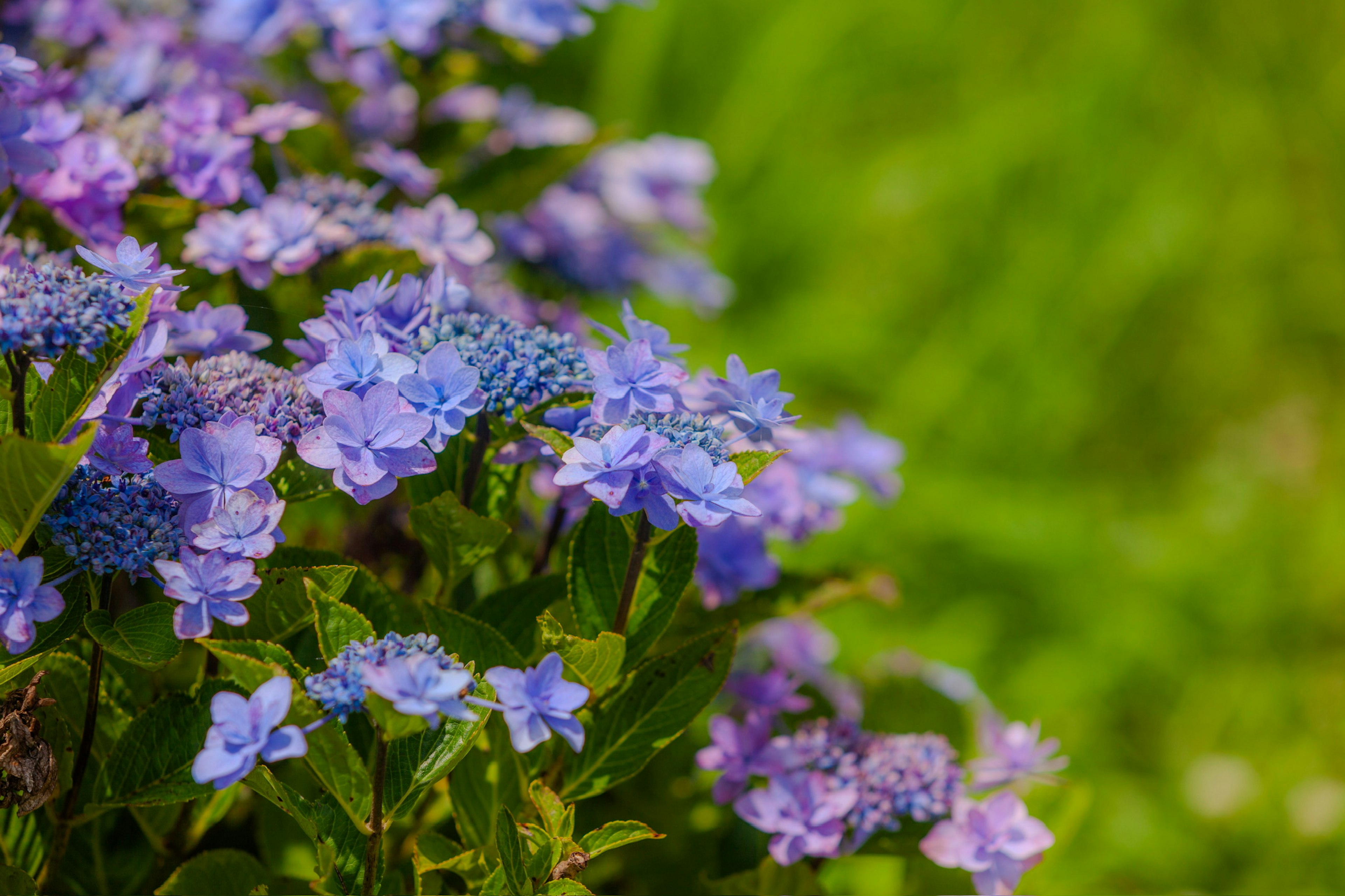 Nahaufnahme von blau-lila Blumen vor grünem Hintergrund