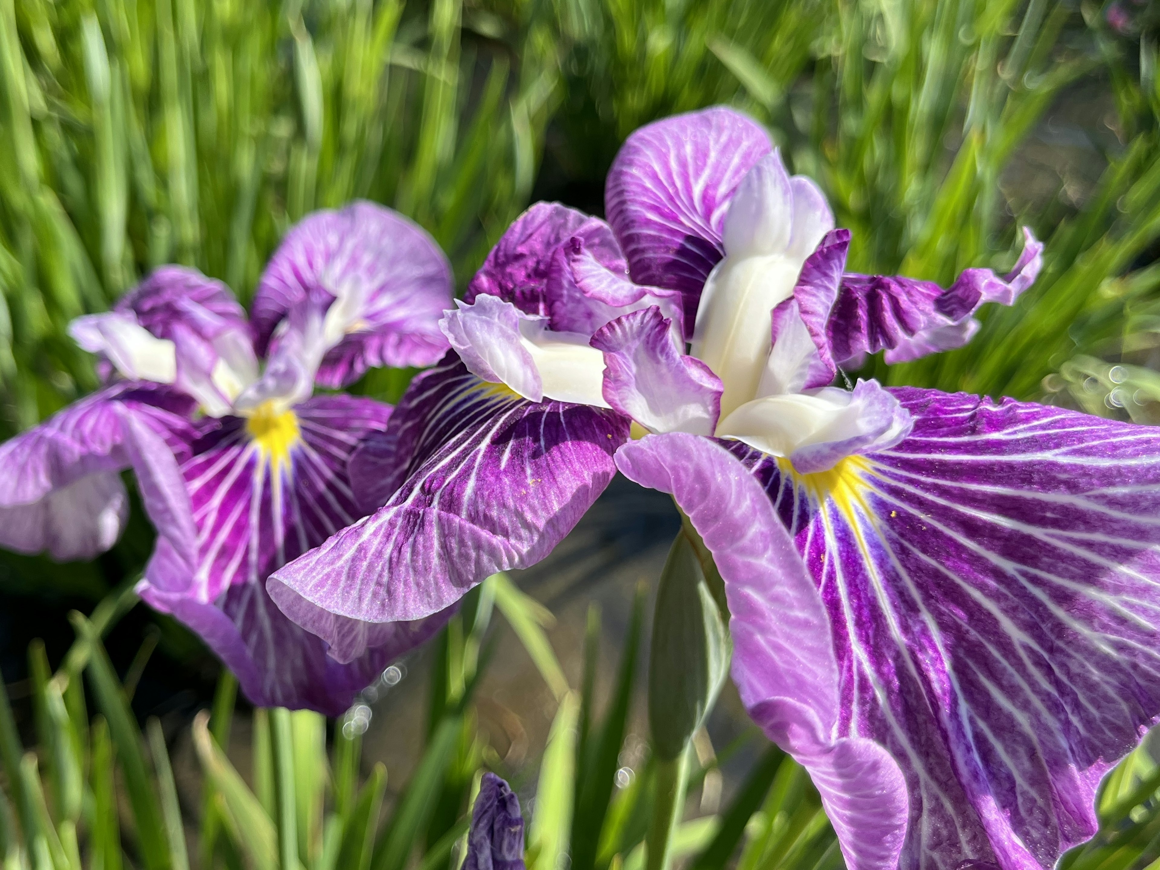 紫色の花びらを持つアイリスの花が咲いている様子