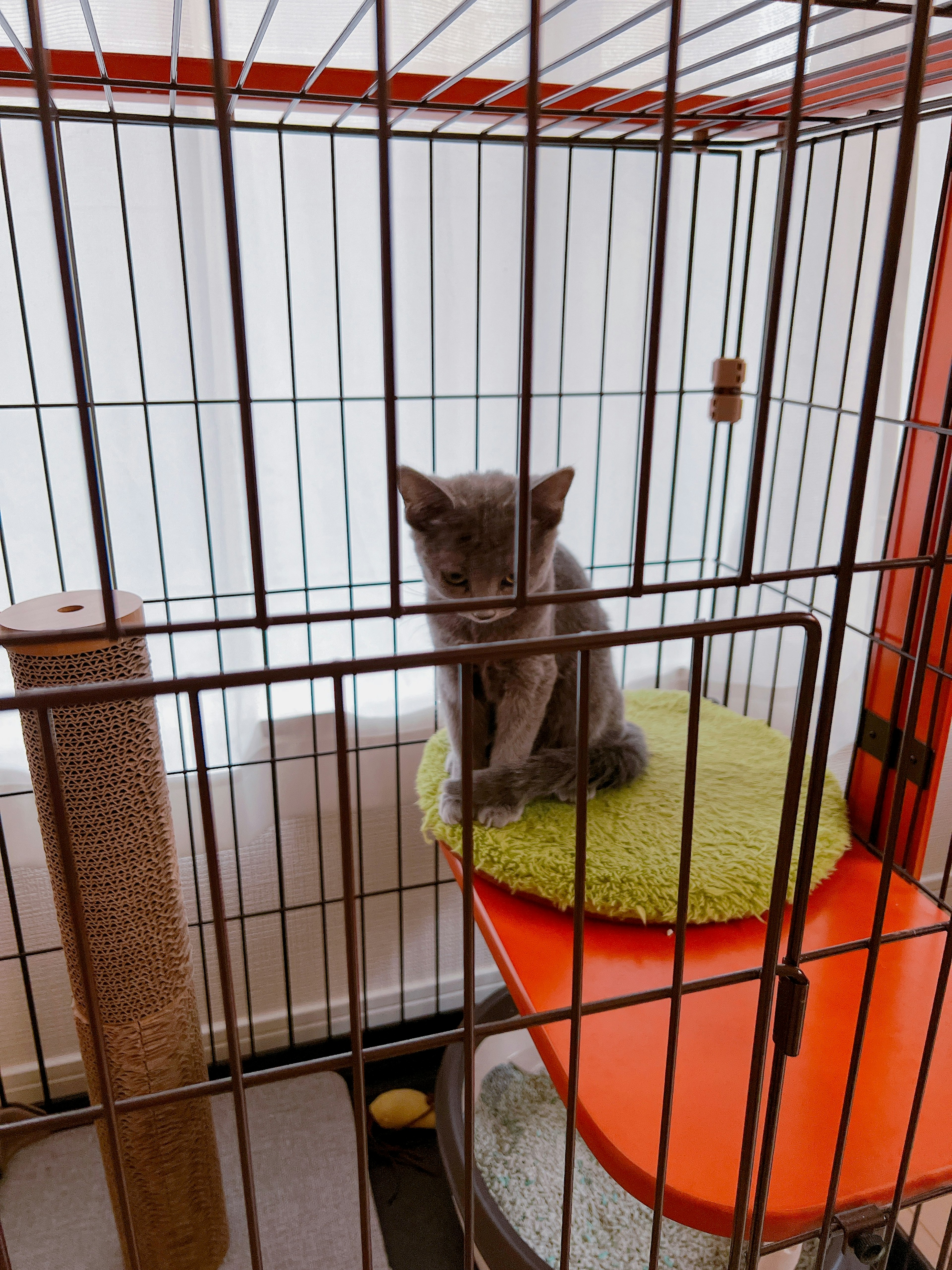 A small gray kitten sitting inside a cage